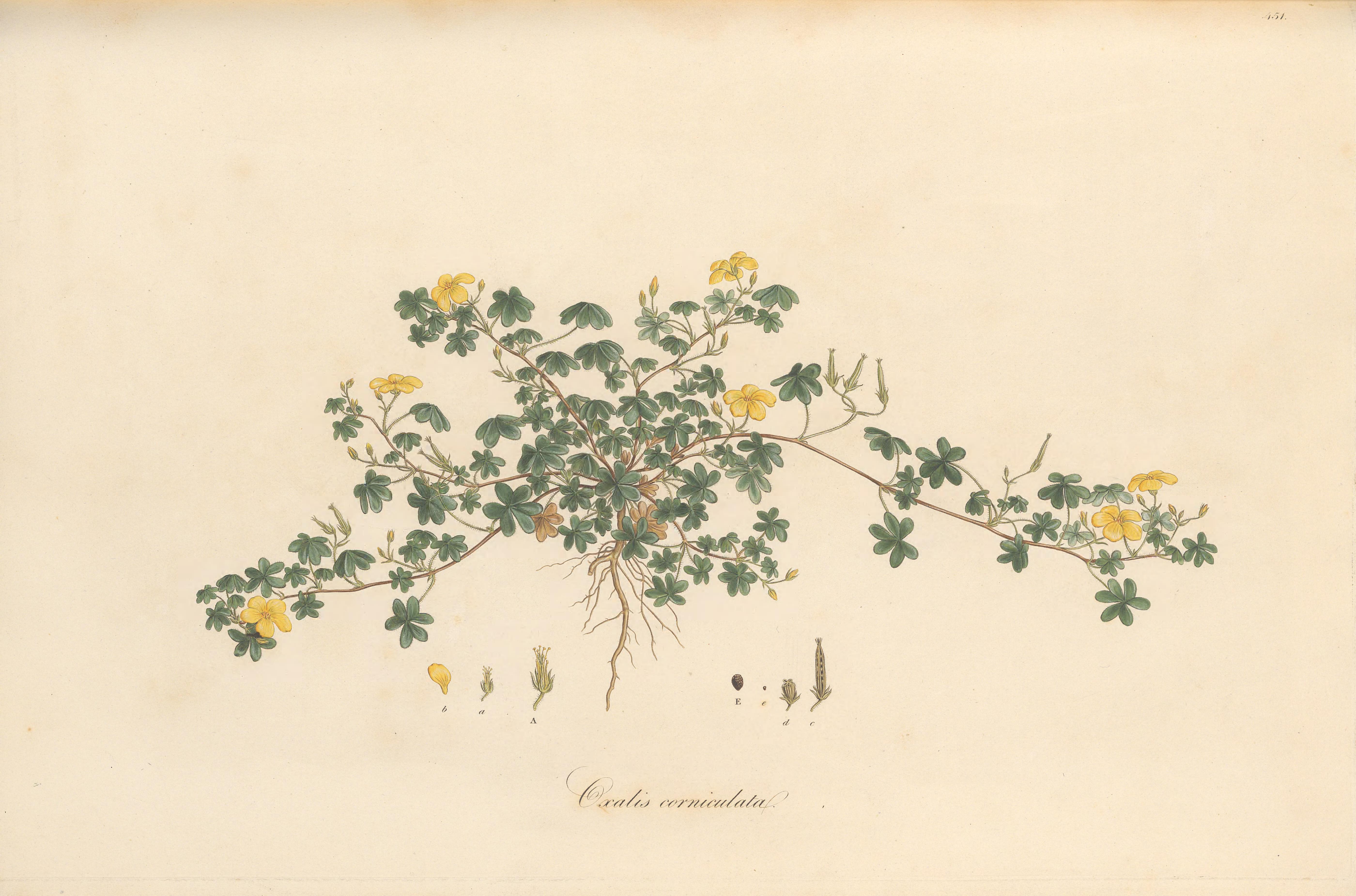 no full size  illustration available (3a)