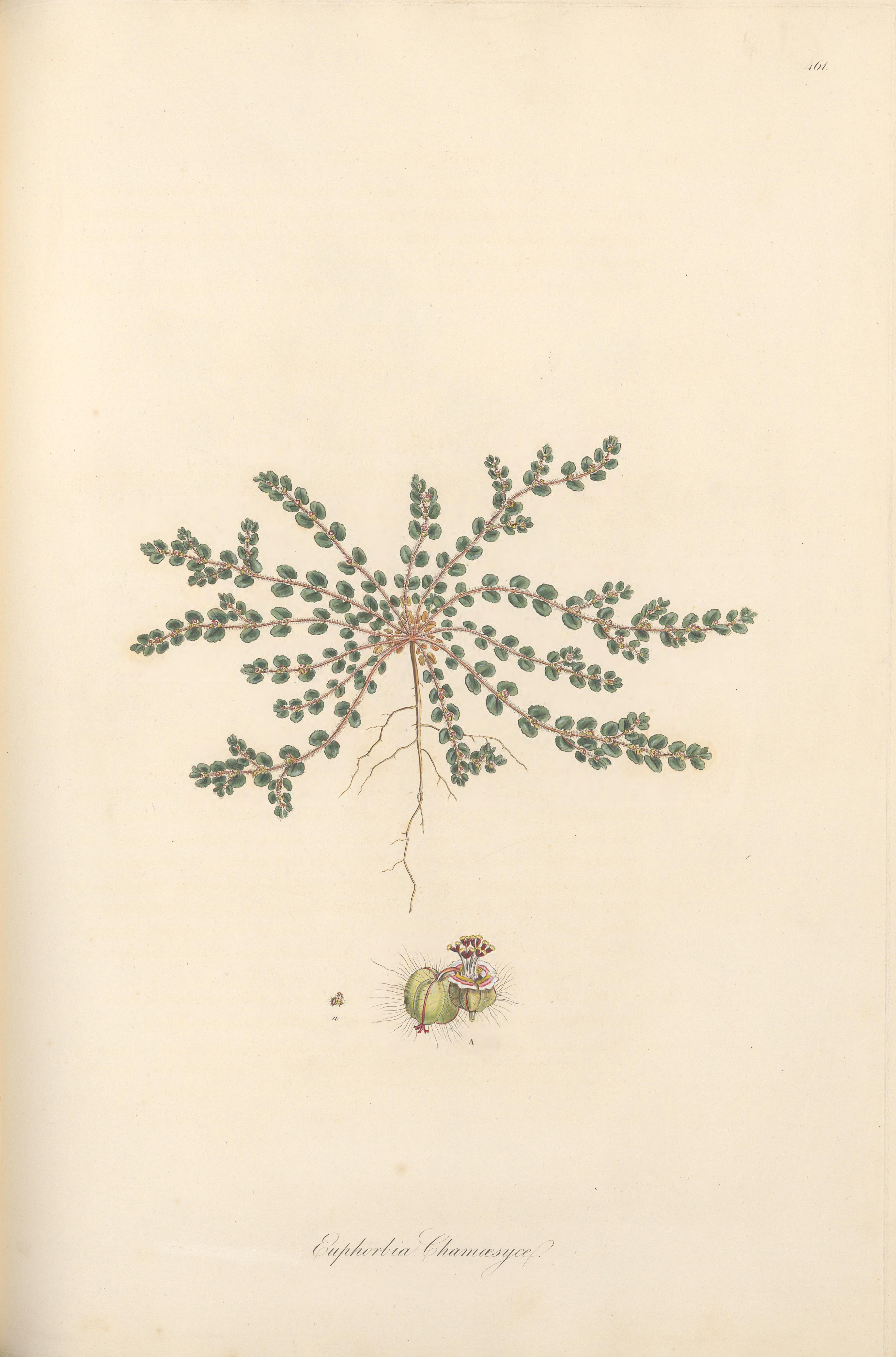 no full size  illustration available (3a)