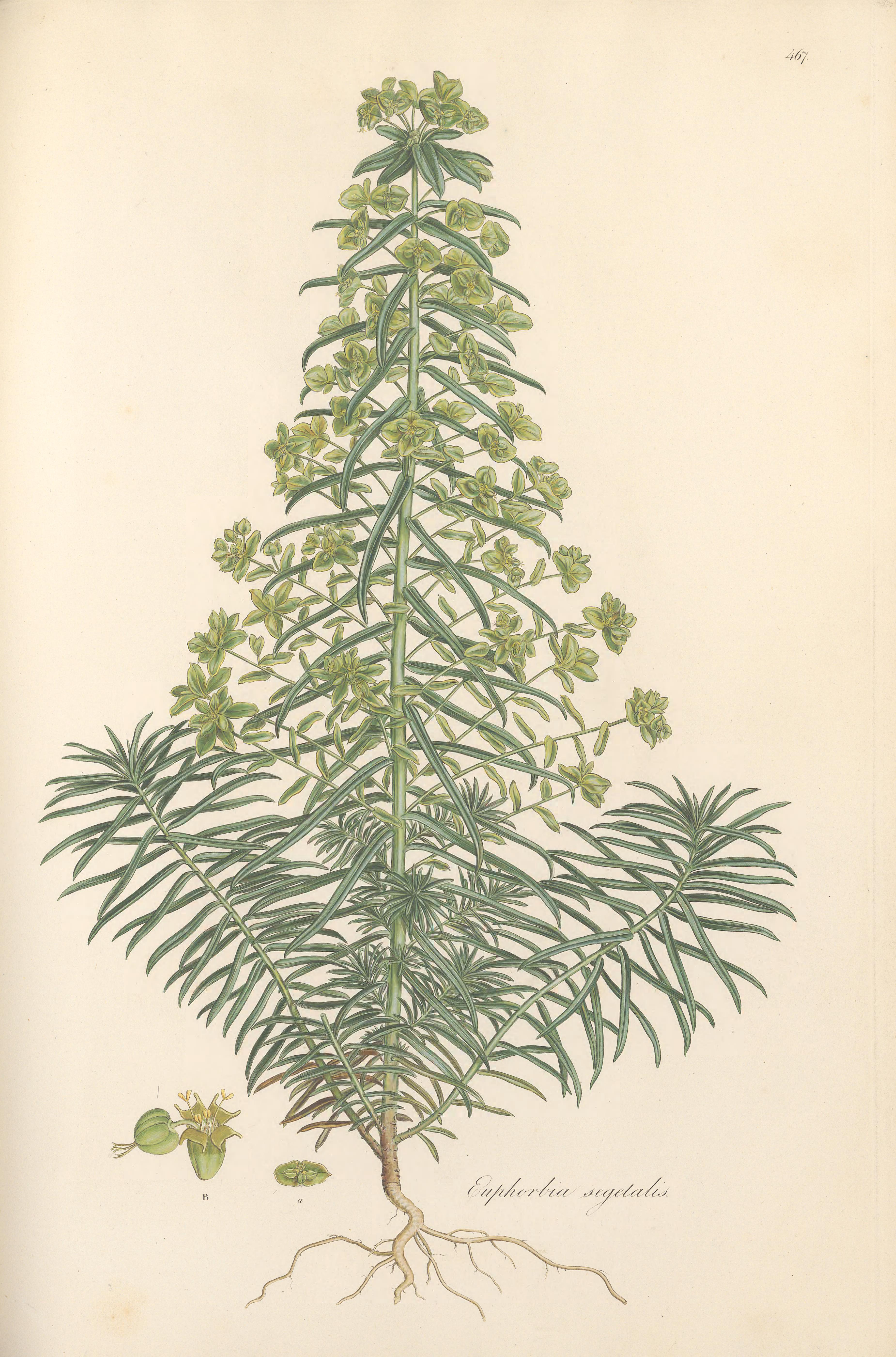 no full size  illustration available (3a)