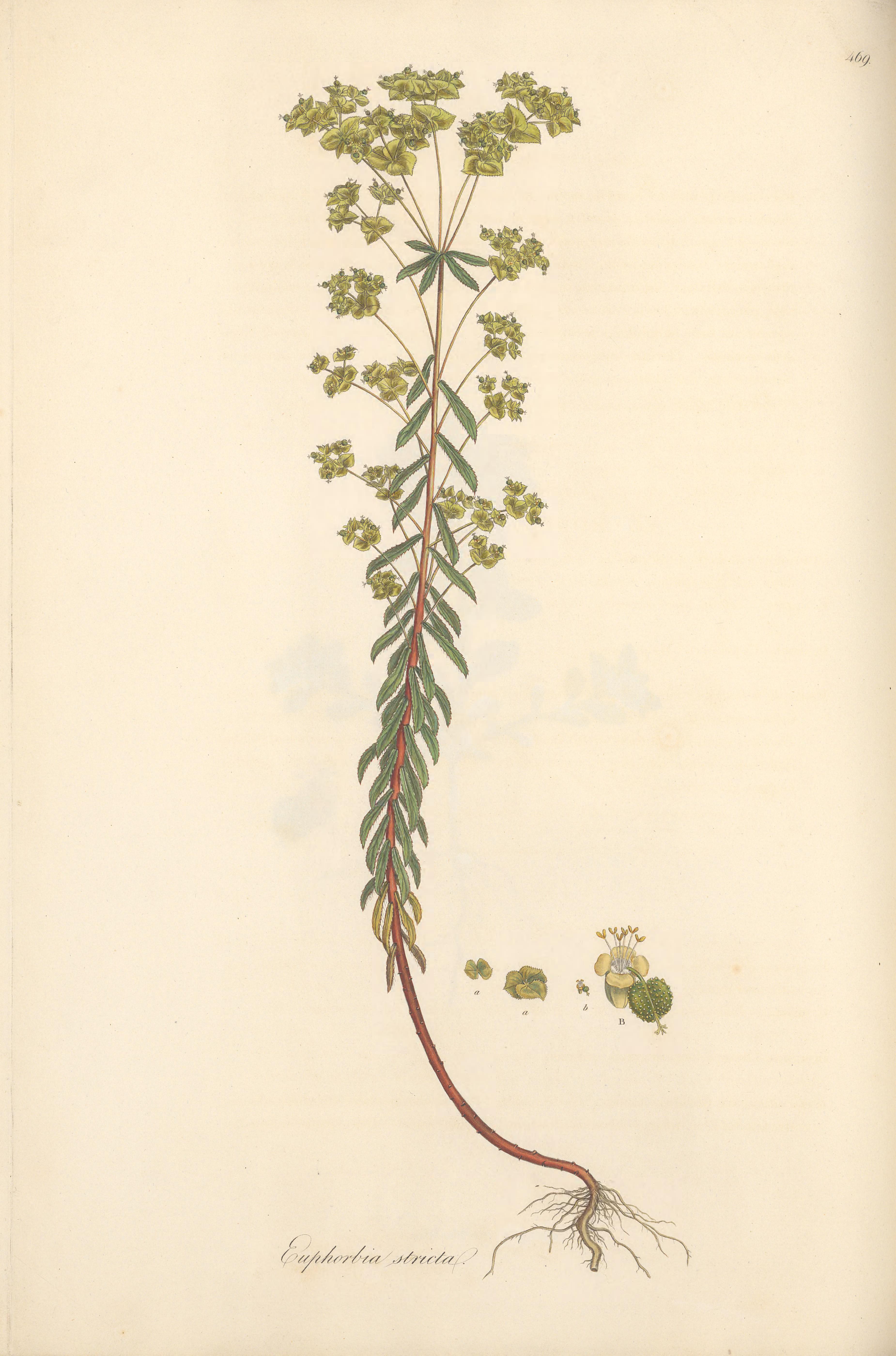 no full size  illustration available (3a)