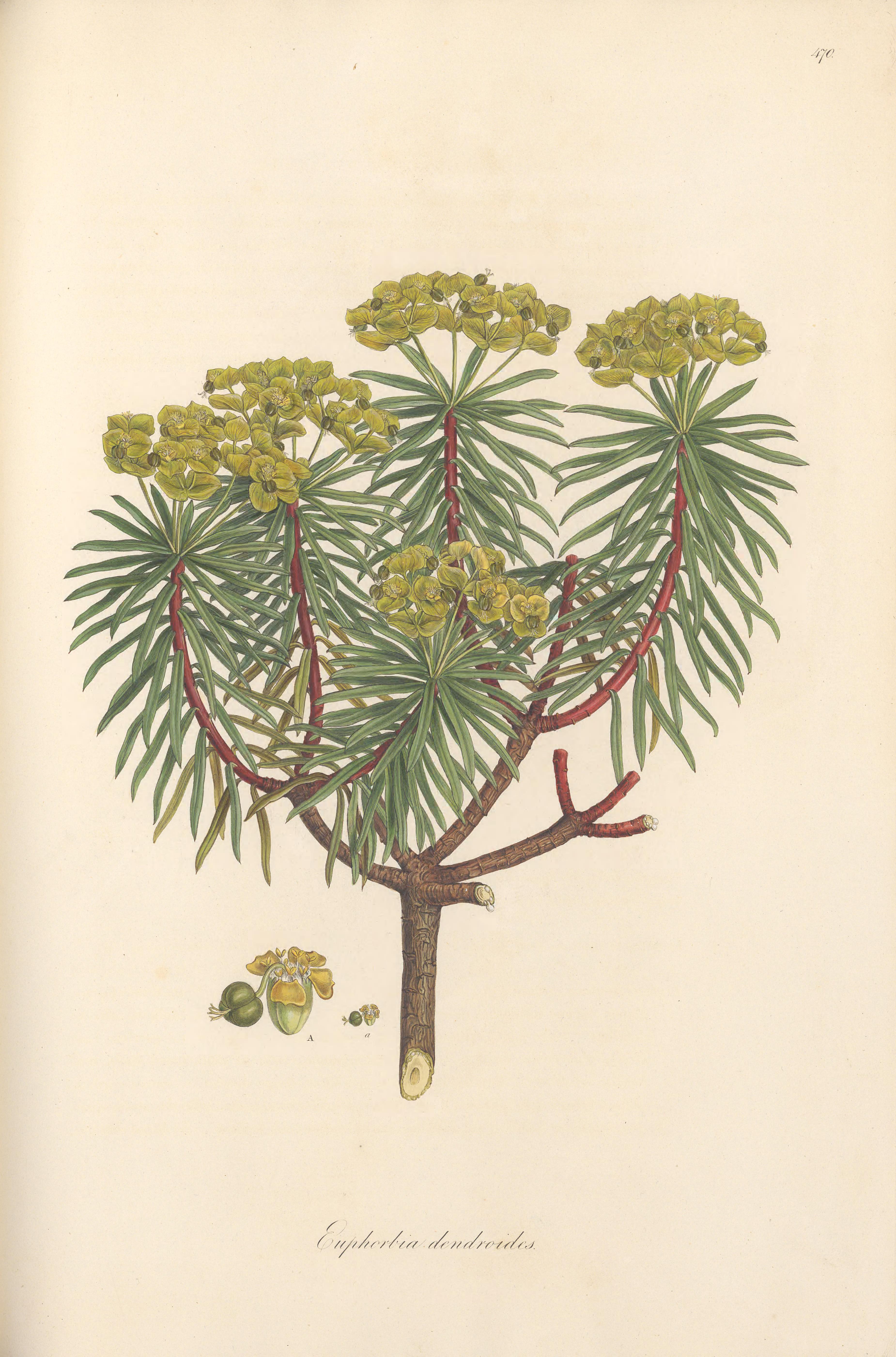 no full size  illustration available (3a)