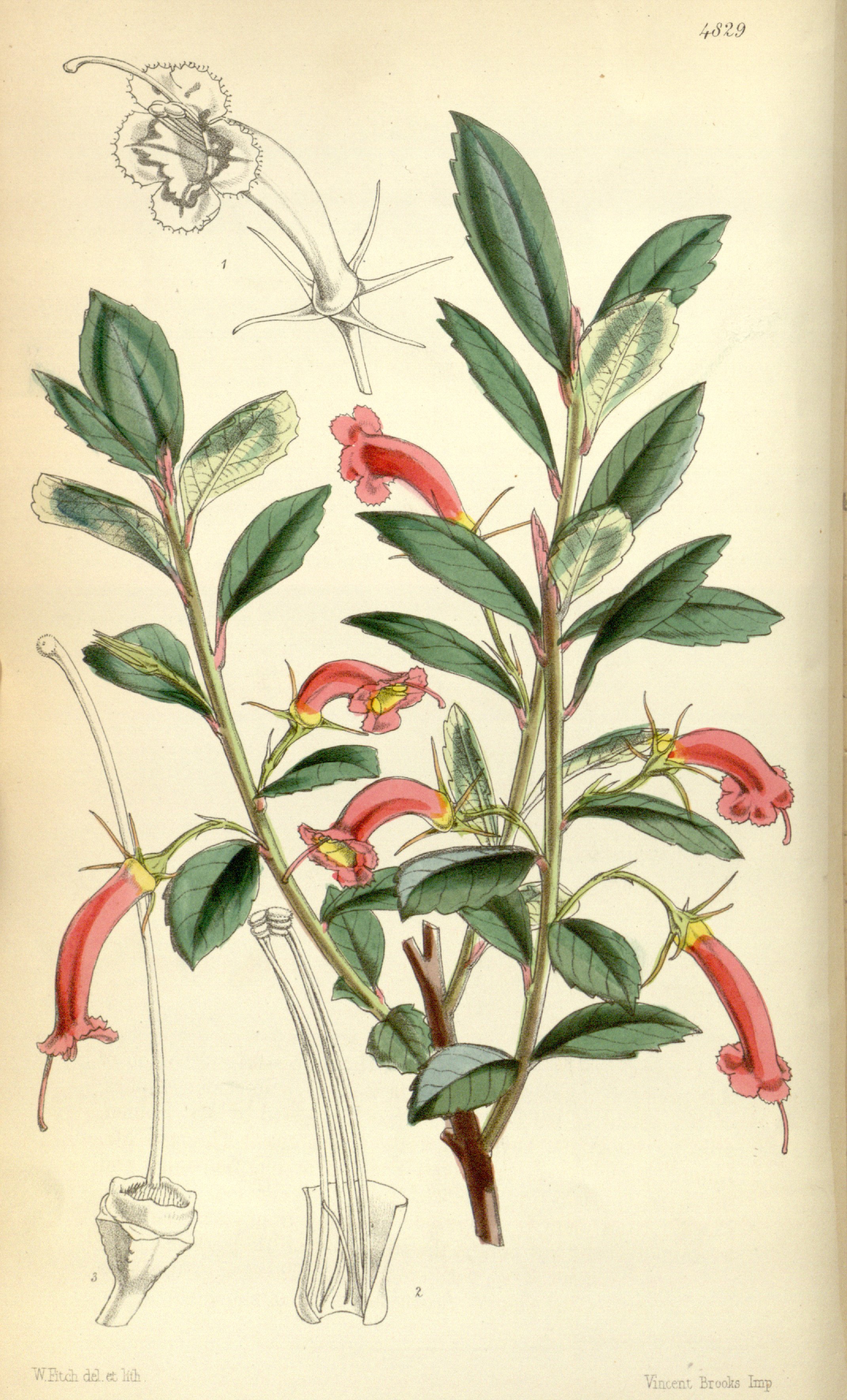 no full size  illustration available (3a)