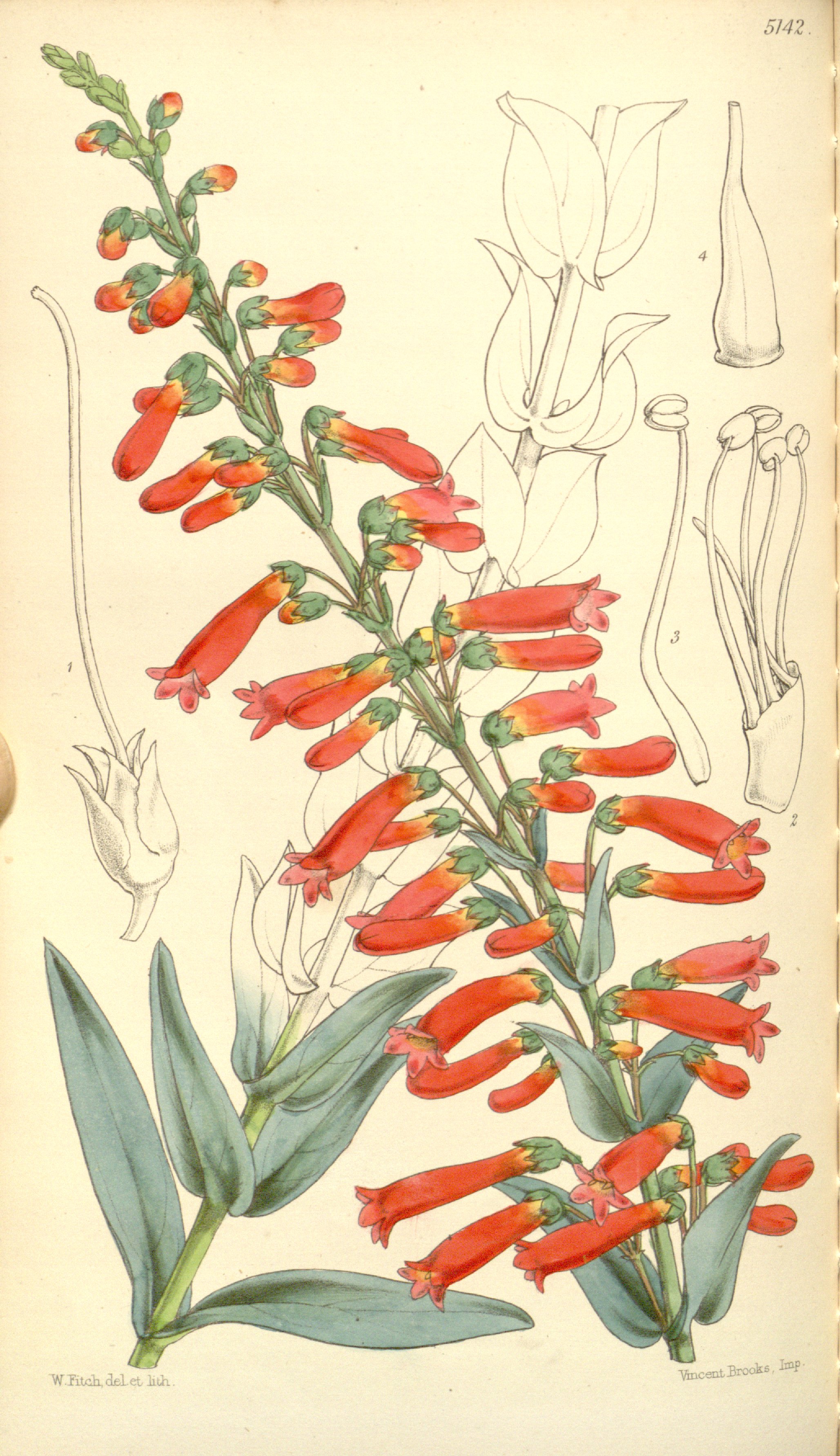 no full size  illustration available (3a)