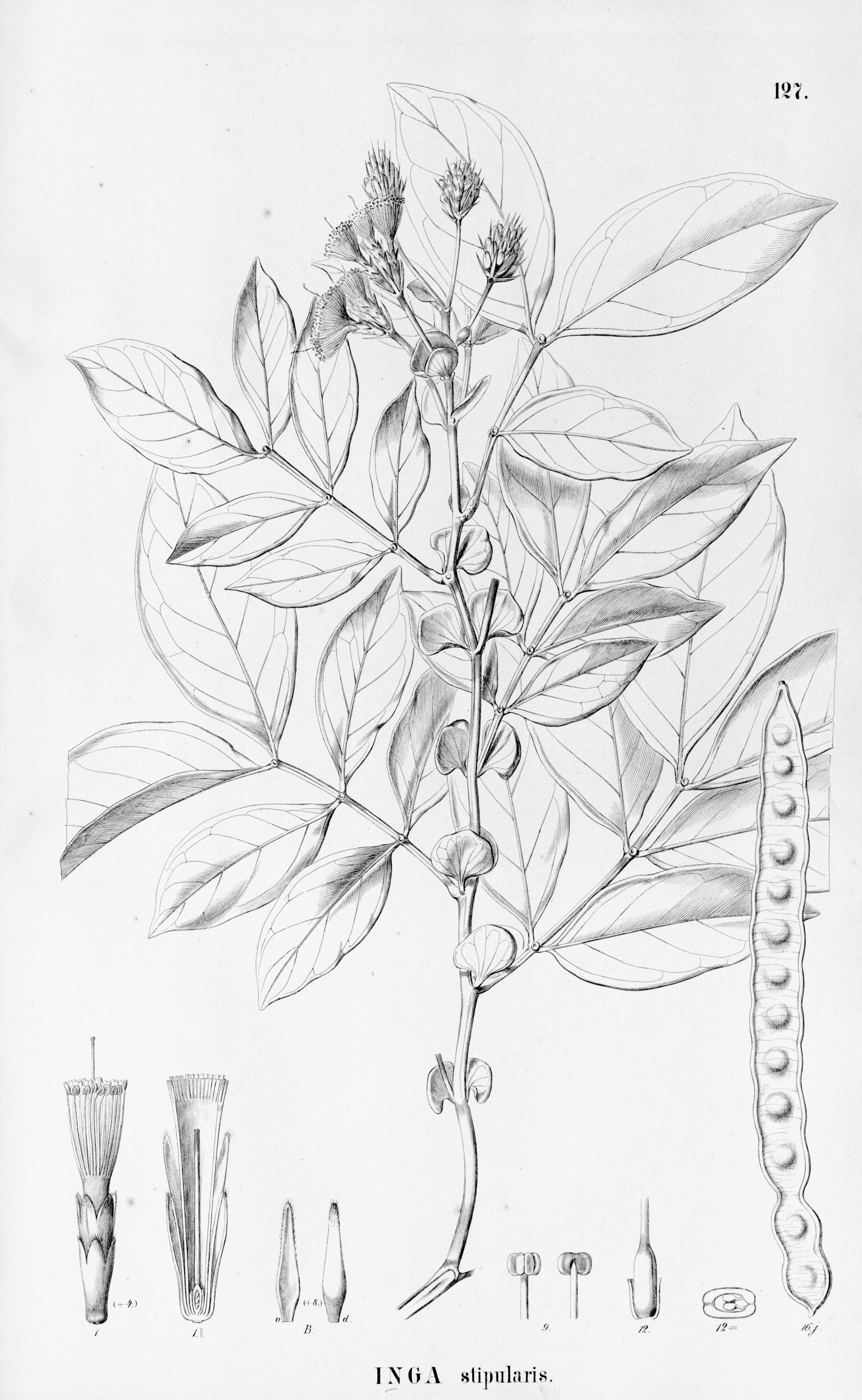 no full size  illustration available (3a)