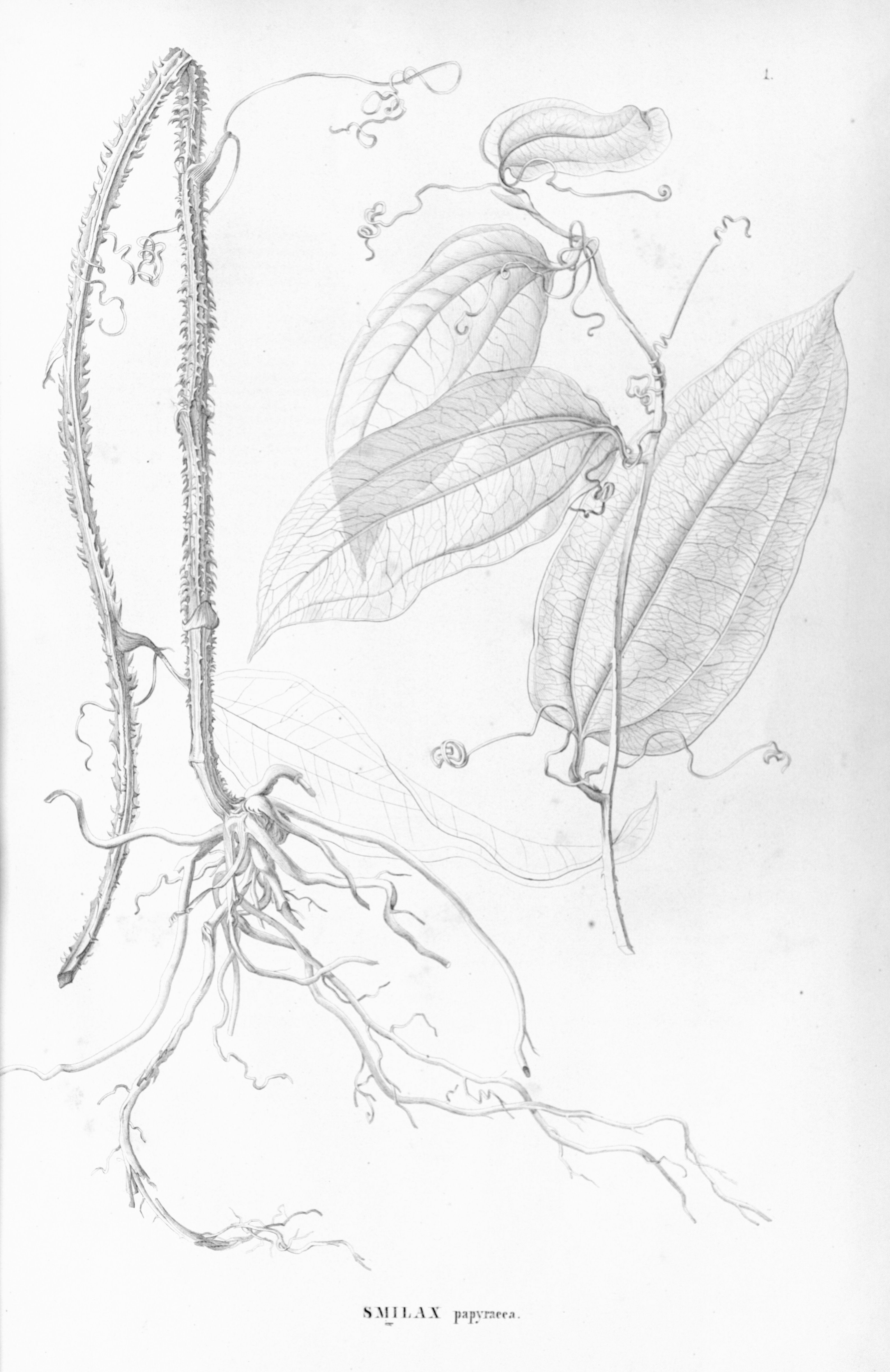 no full size  illustration available (3a)