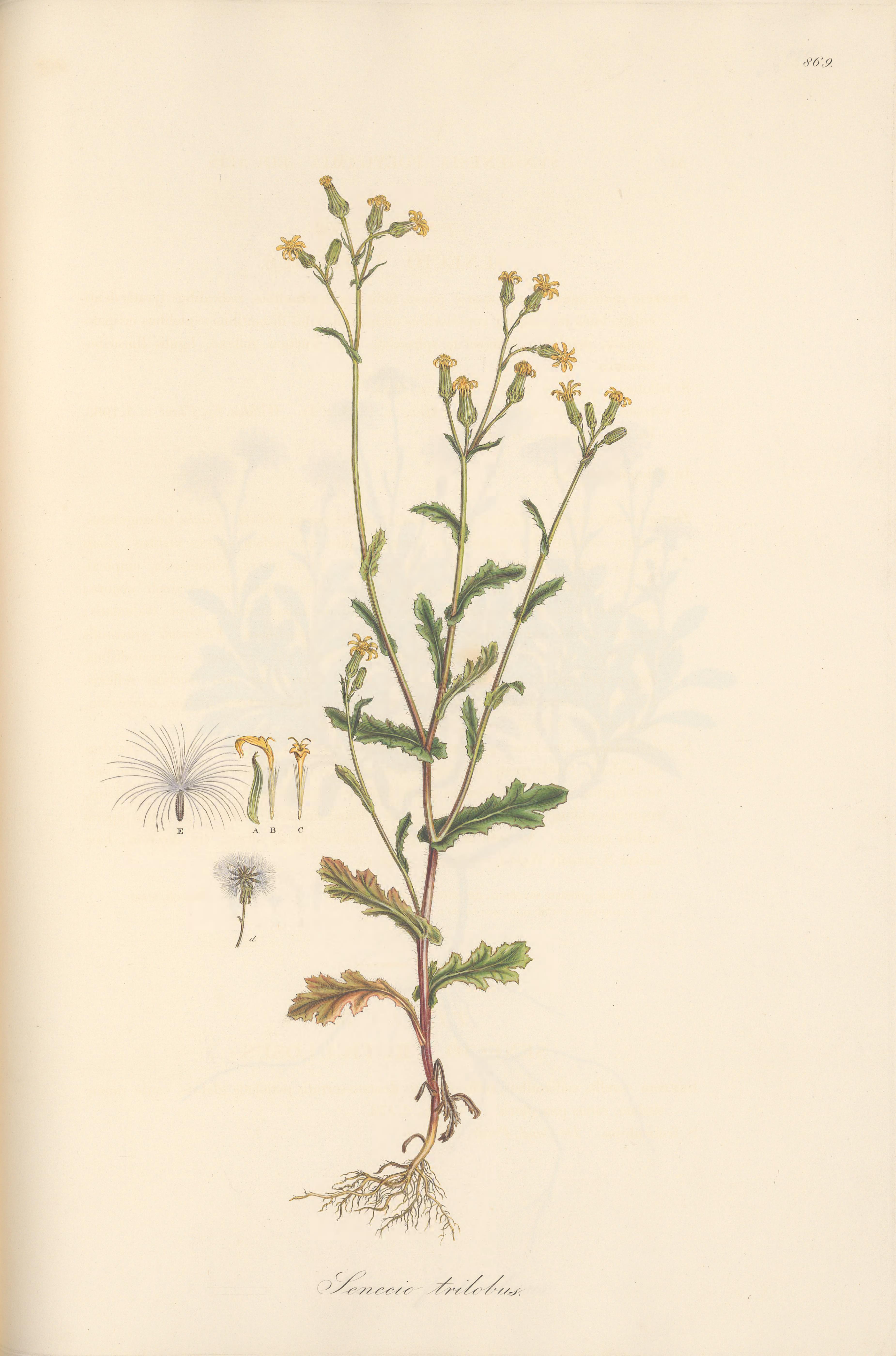 no full size  illustration available (3a)