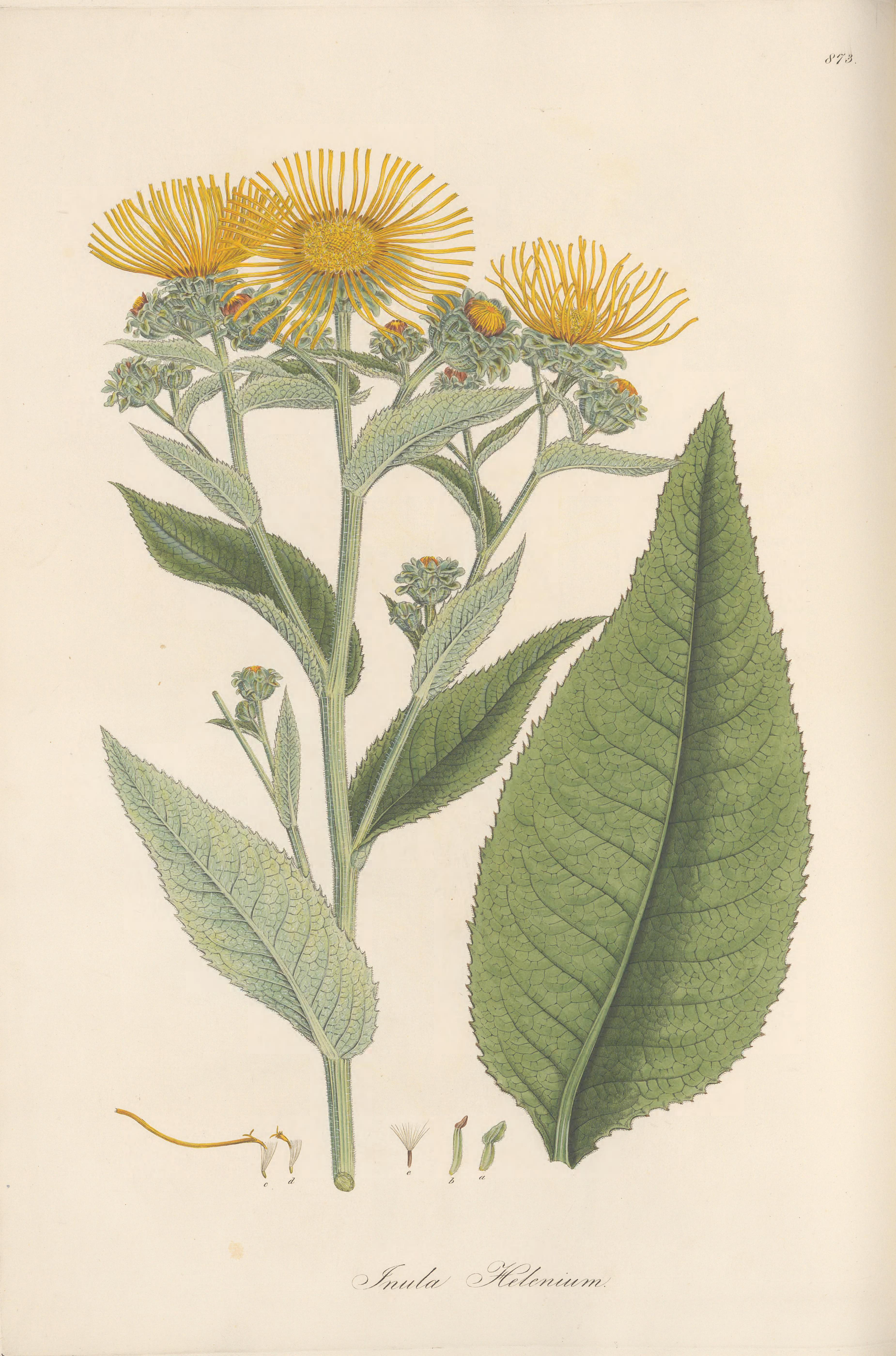 no full size  illustration available (3a)