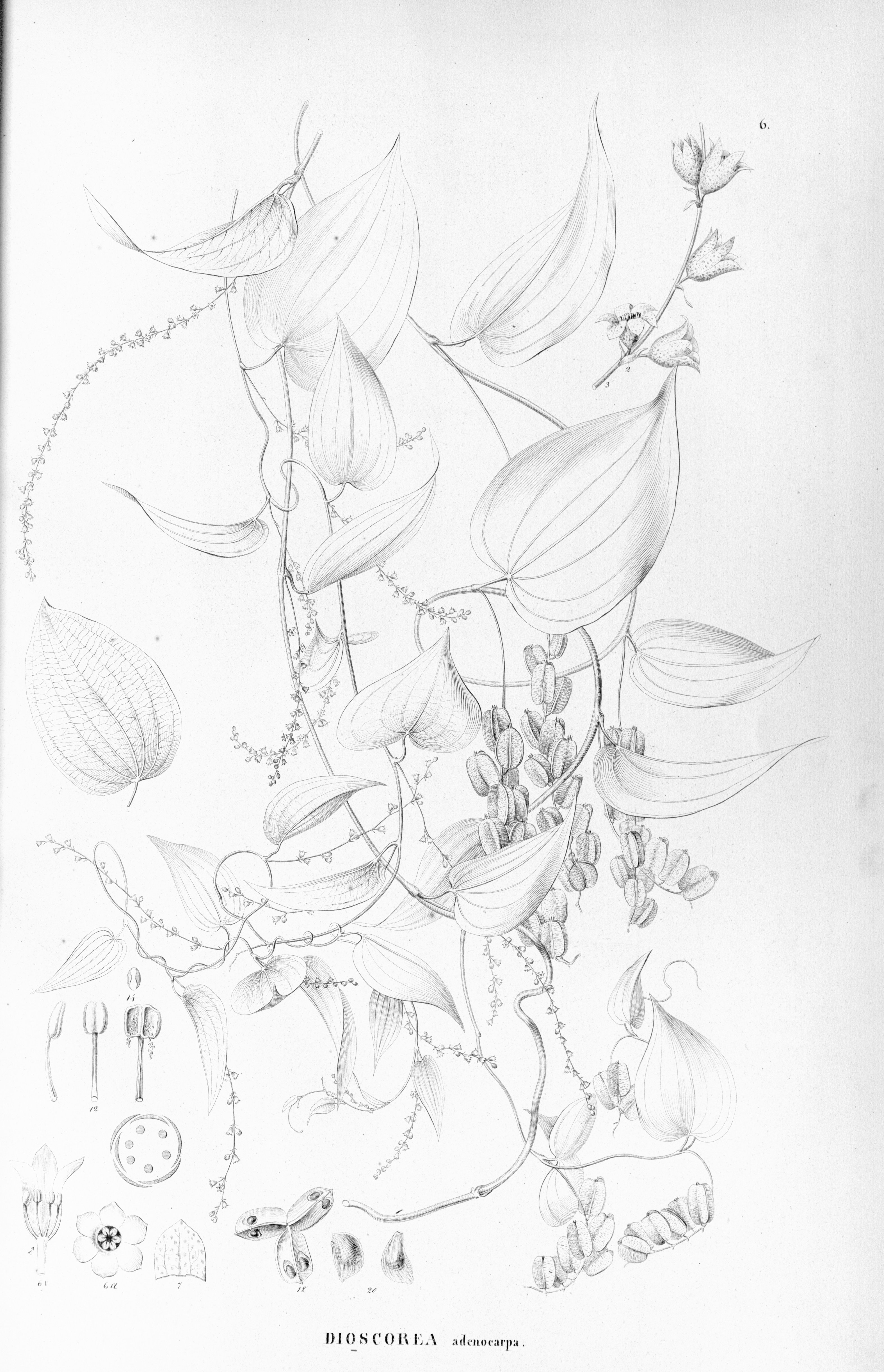 no full size  illustration available (3a)