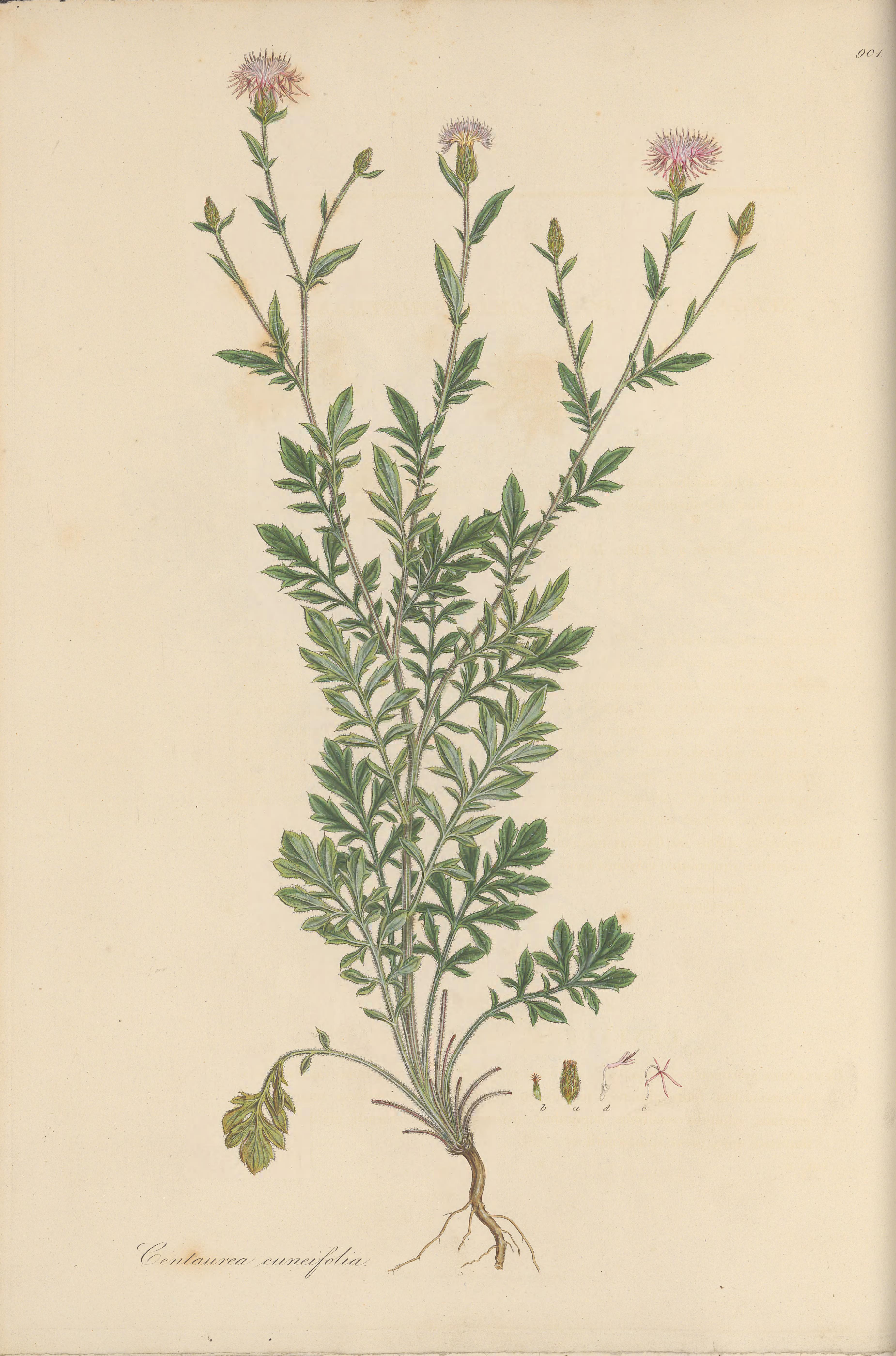 no full size  illustration available (3a)