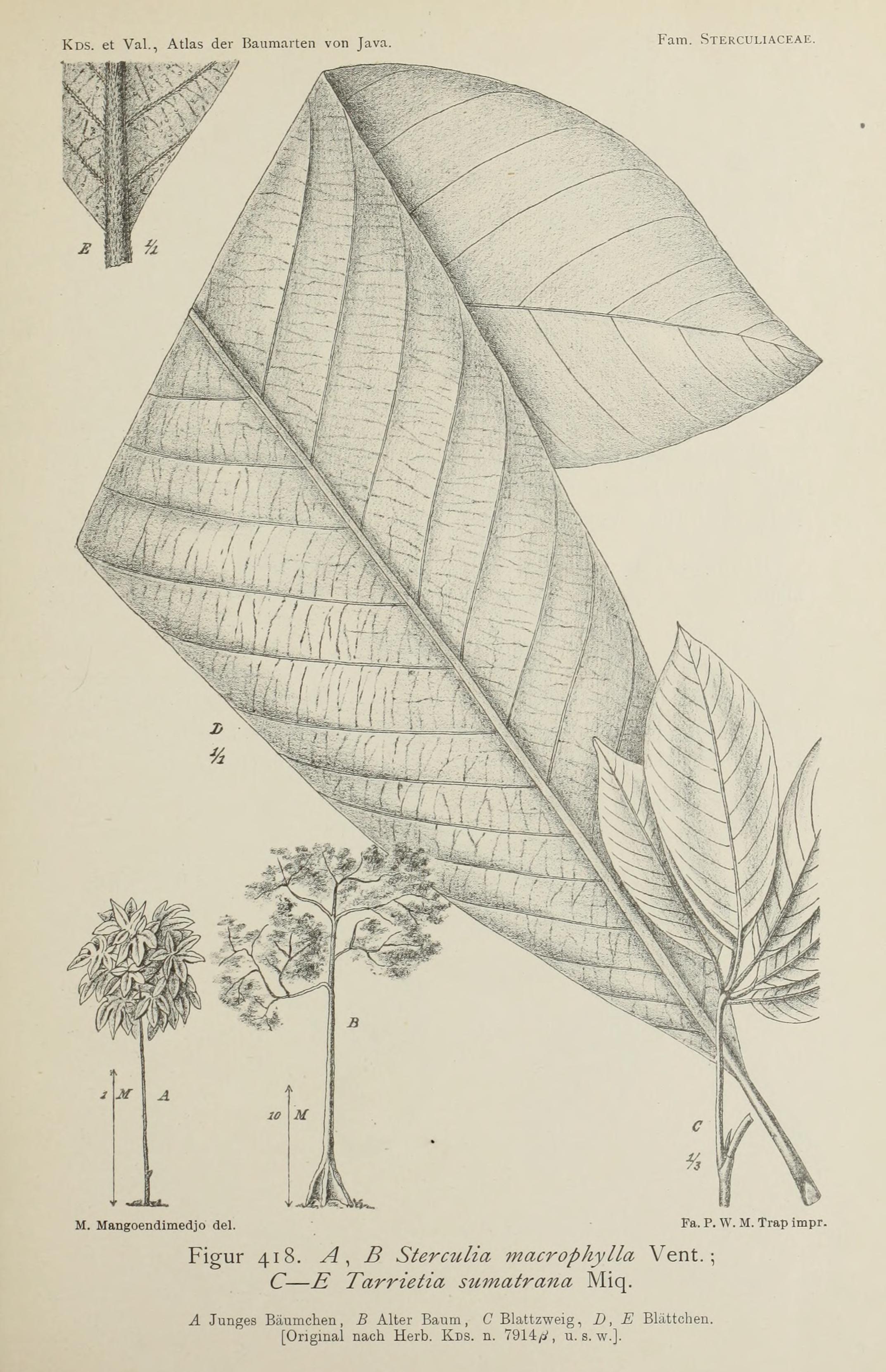 no full size  illustration available (3a)