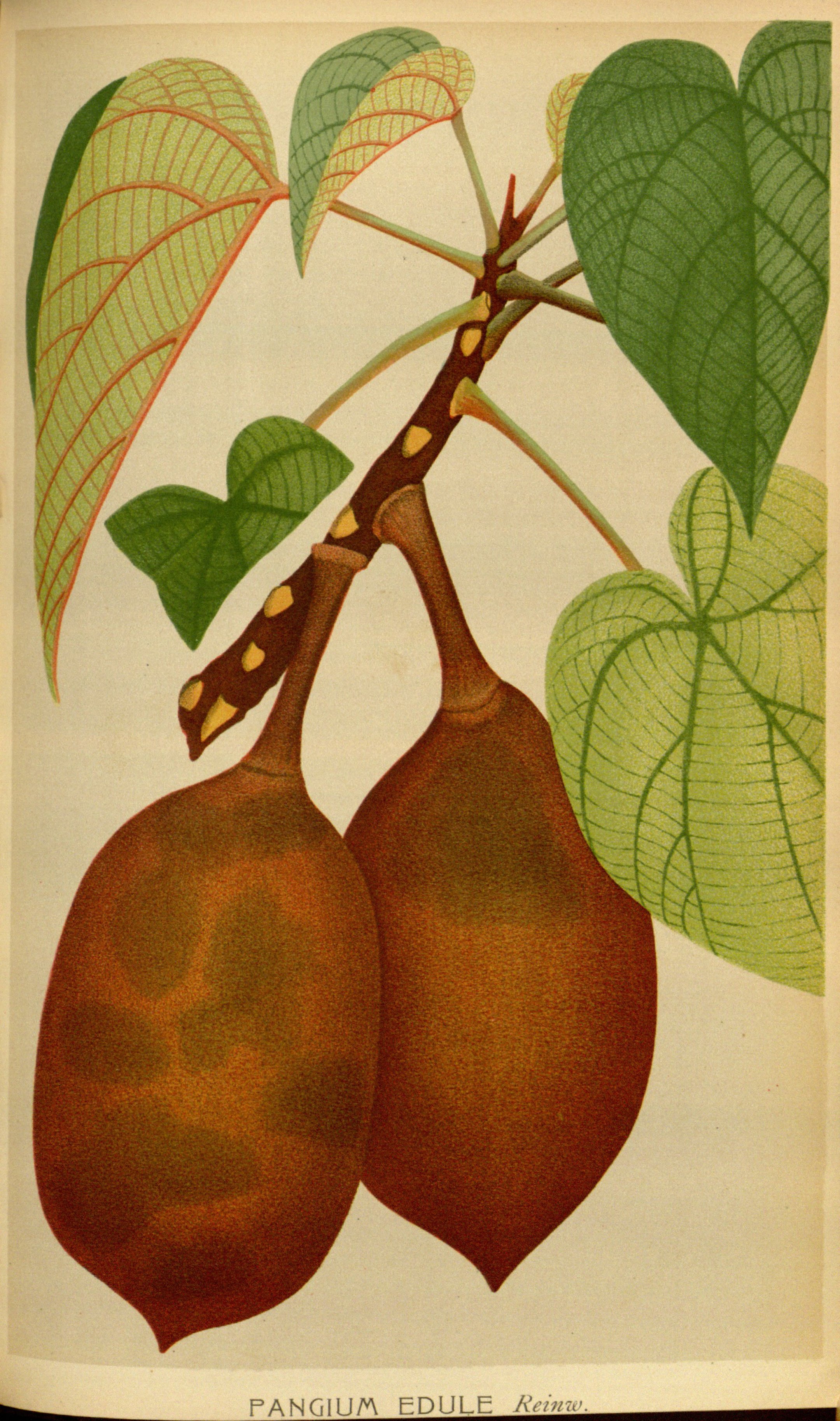 no full size  illustration available (3a)