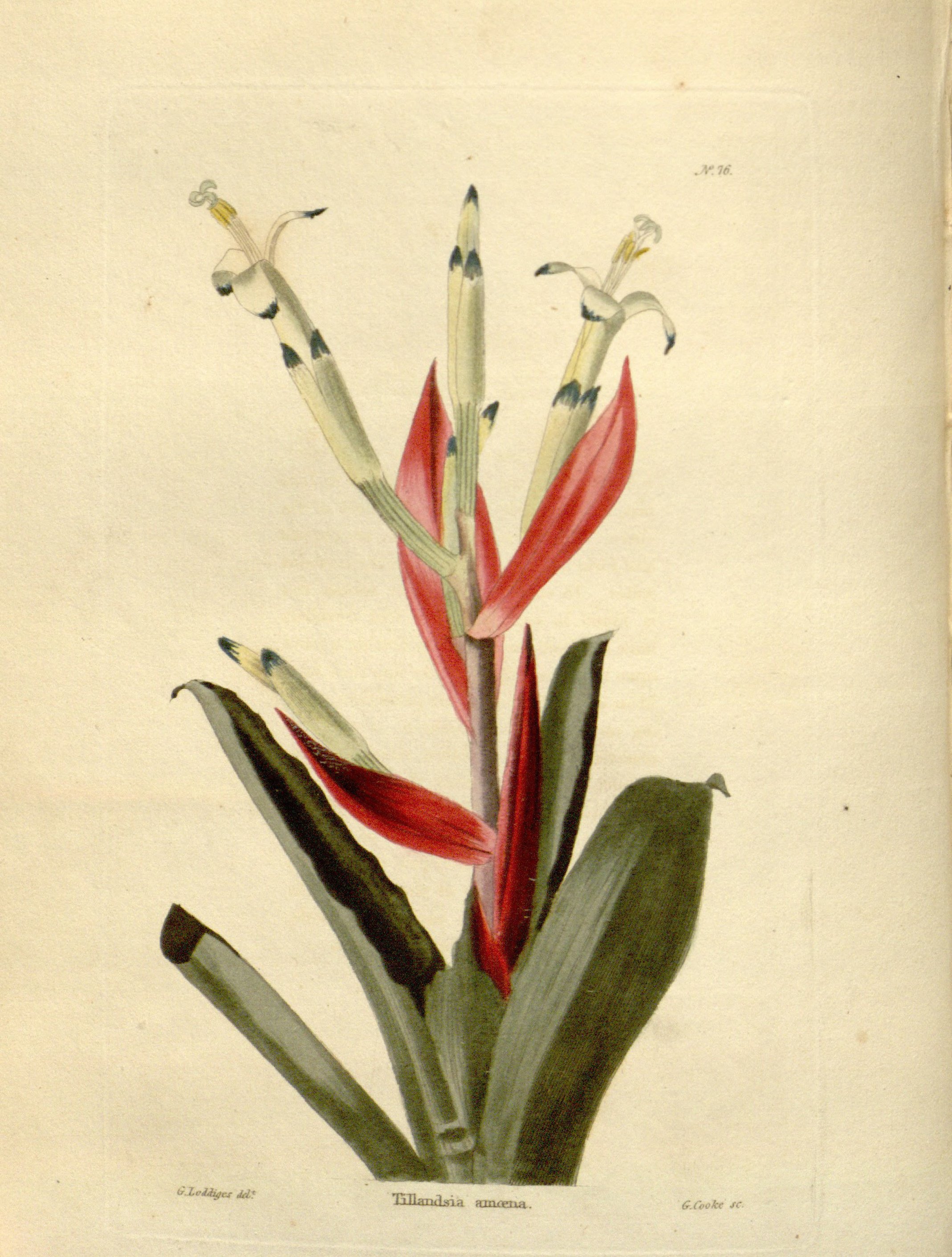 no full size  illustration available (3a)