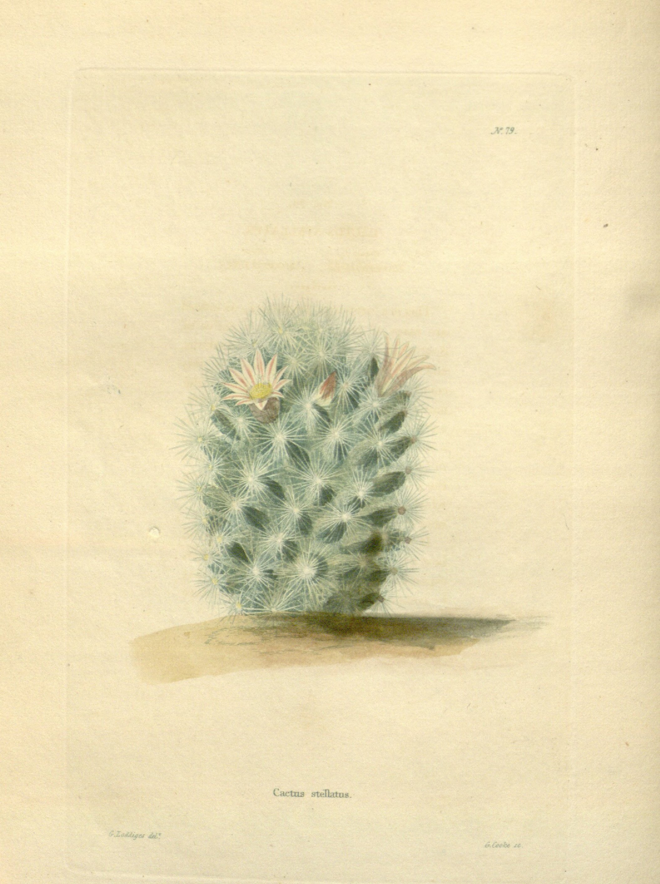 no full size  illustration available (3a)