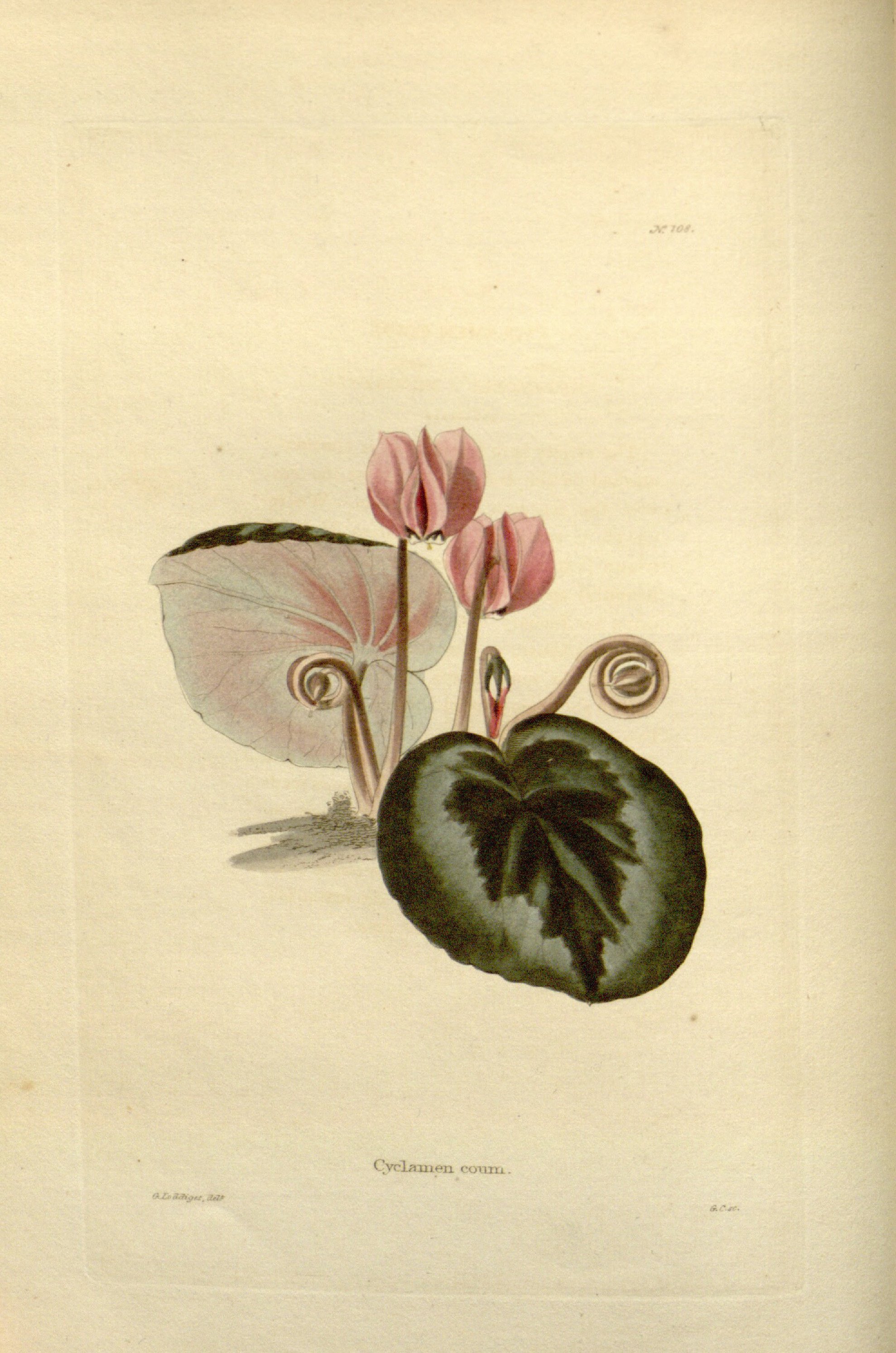 no full size  illustration available (3a)