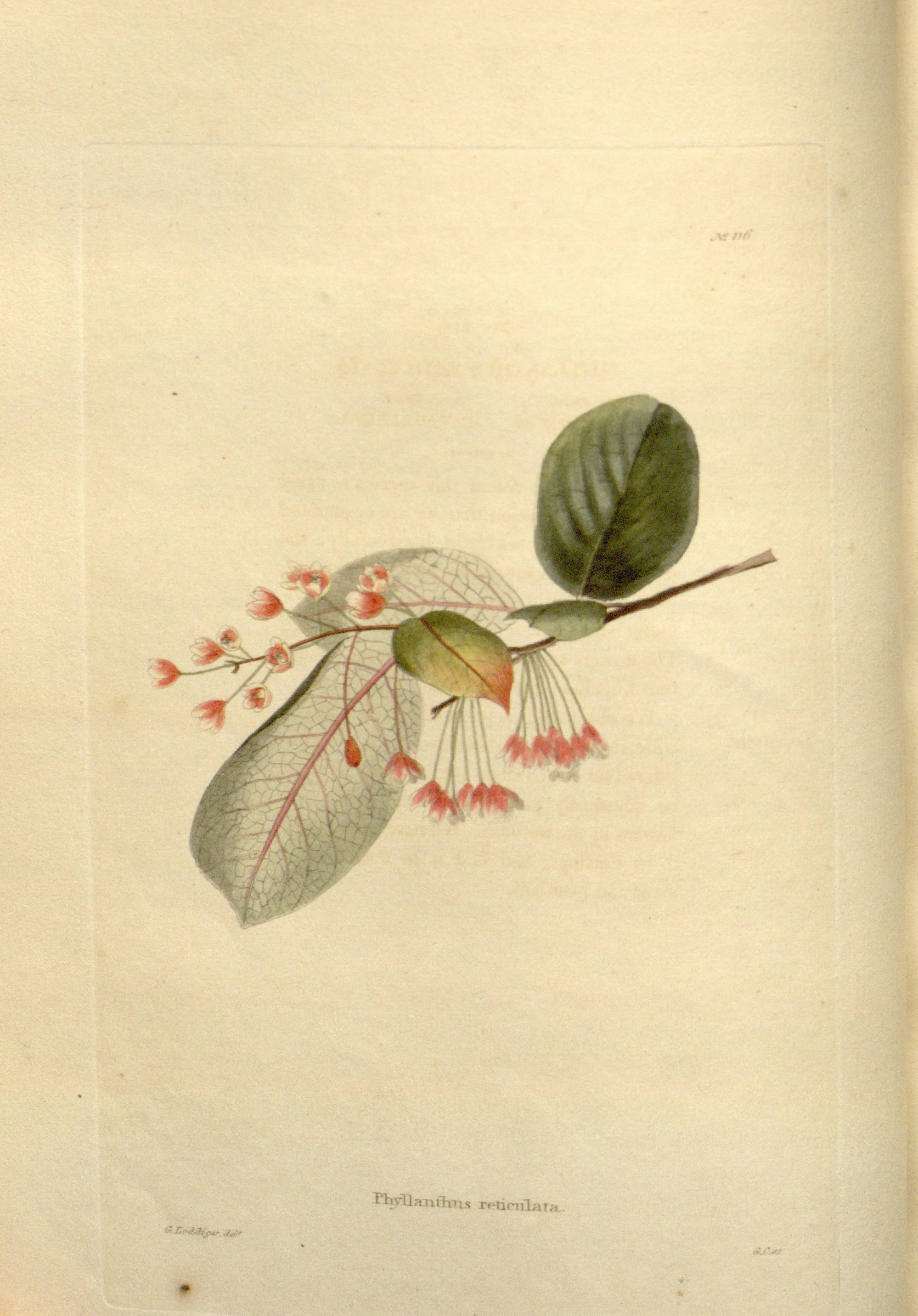 no full size  illustration available (3a)