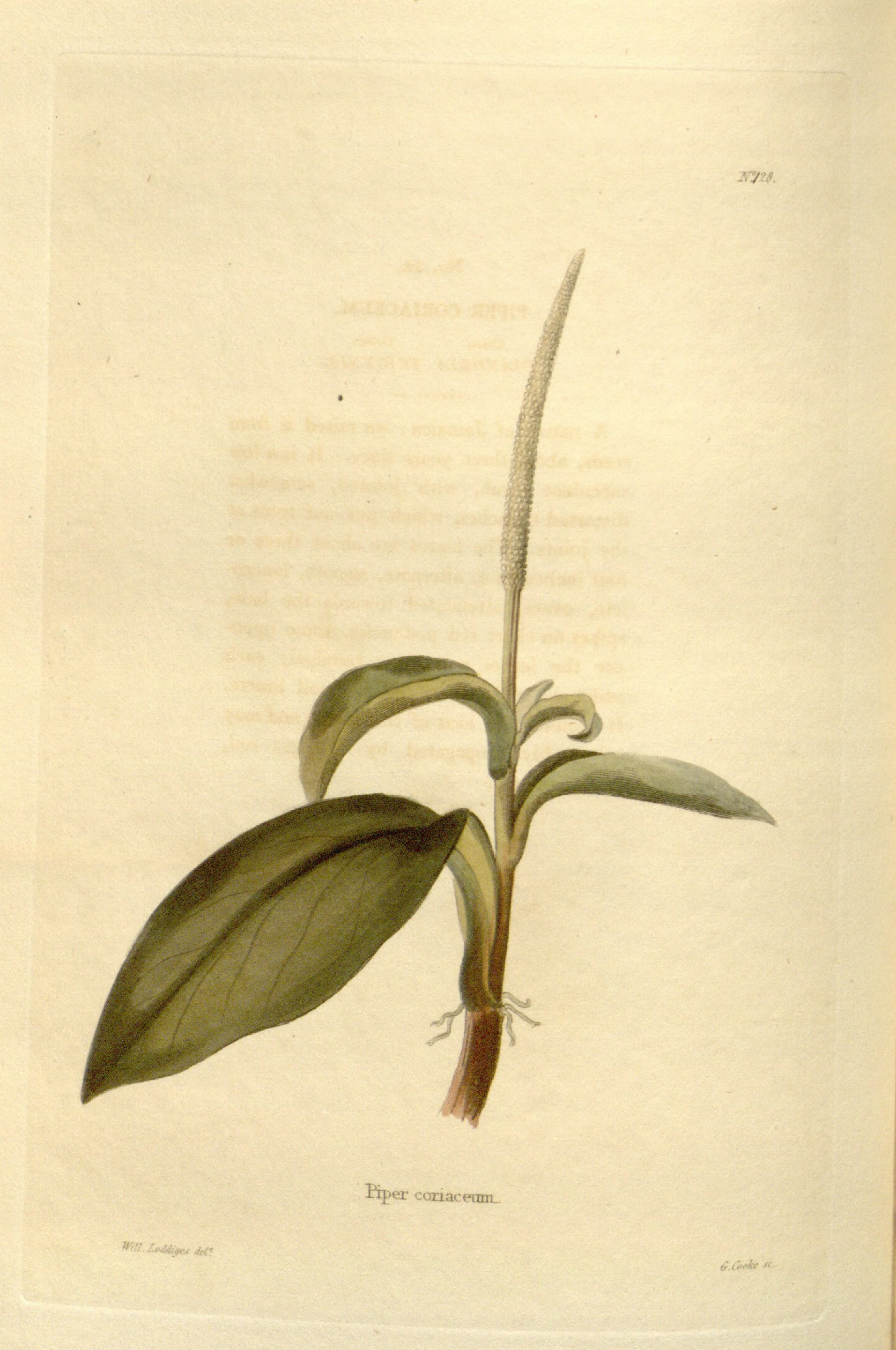 no full size  illustration available (3a)