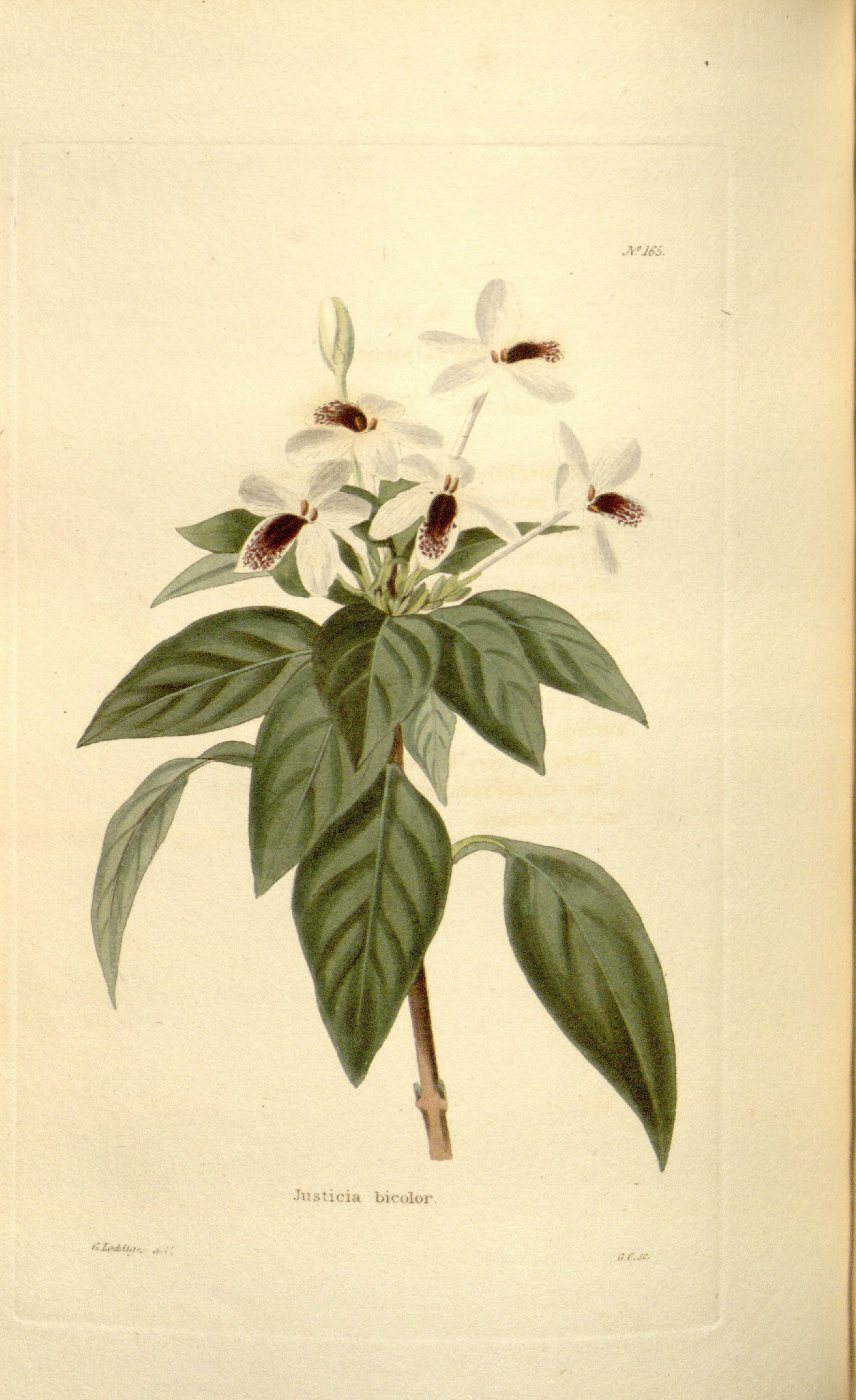 no full size  illustration available (3a)