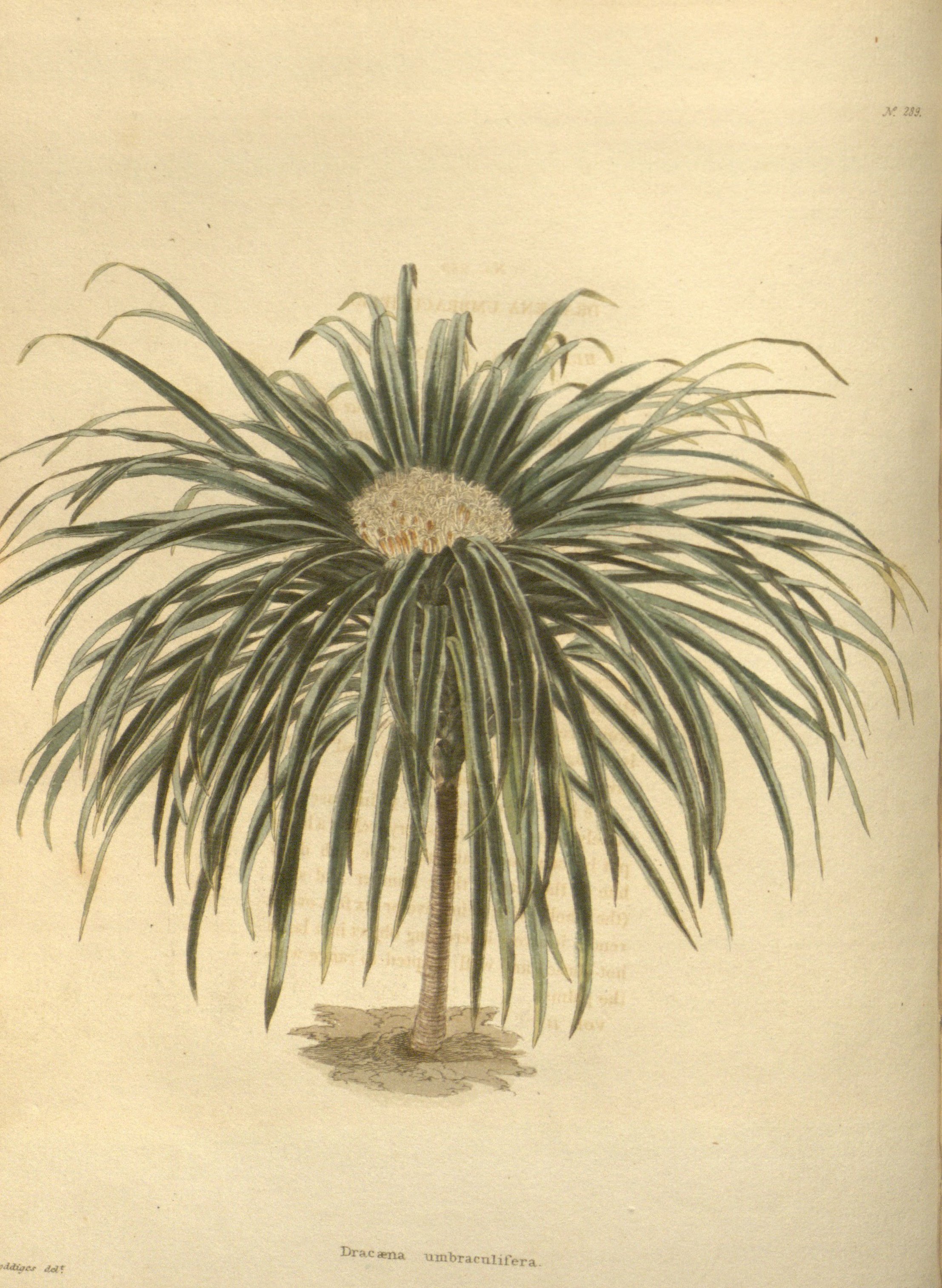 no full size  illustration available (3a)