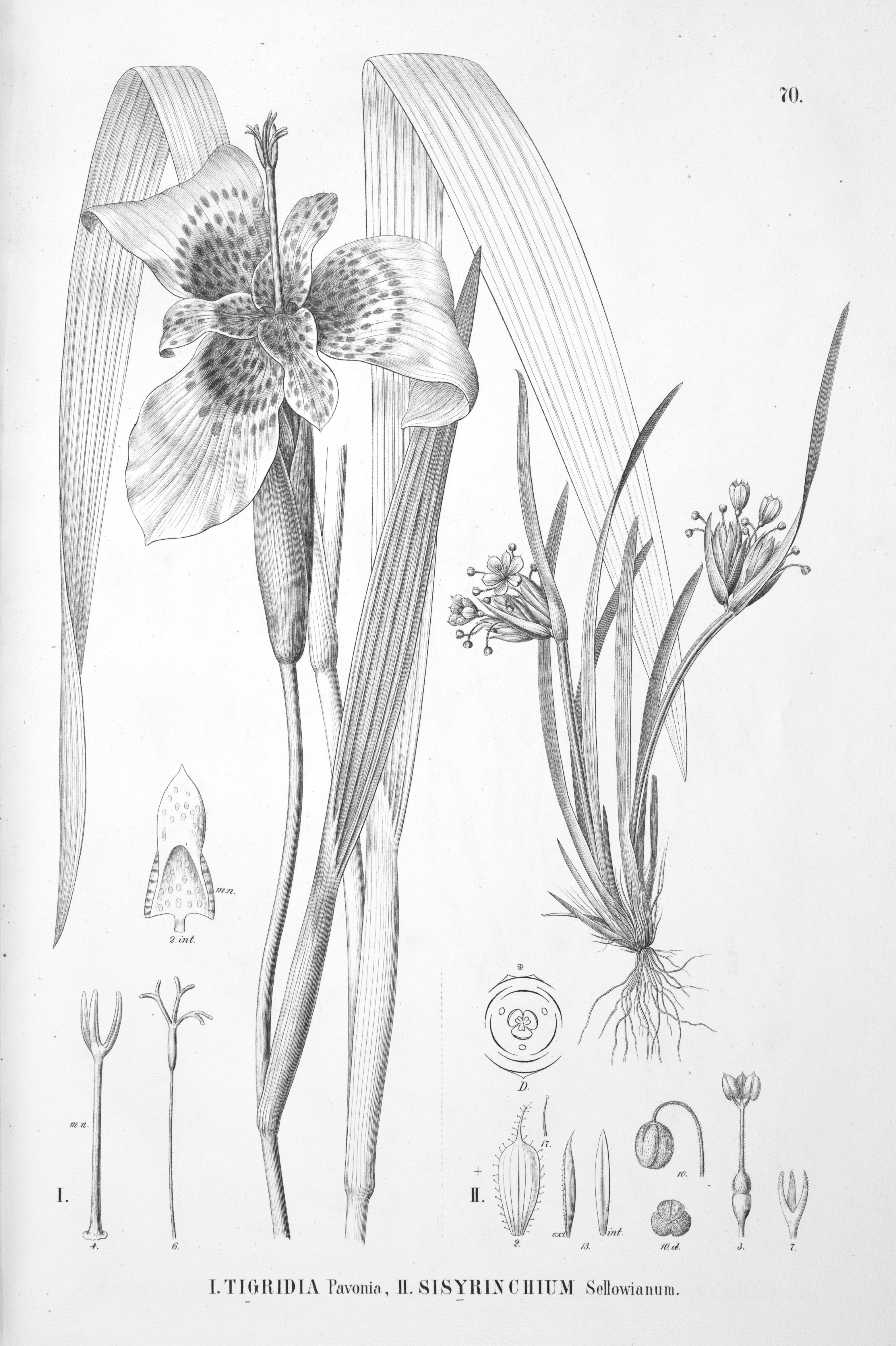 no full size  illustration available (3a)