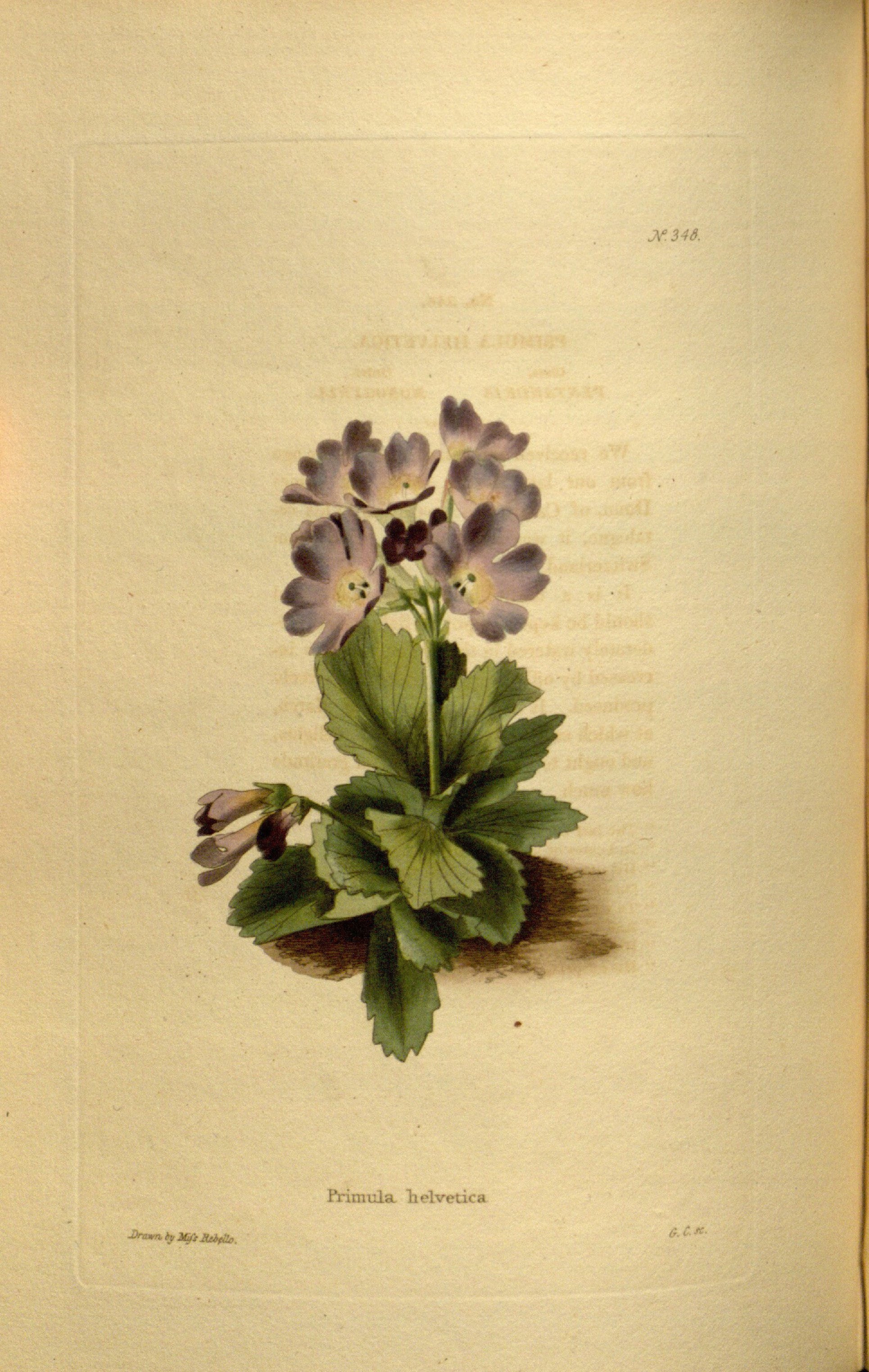 no full size  illustration available (3a)