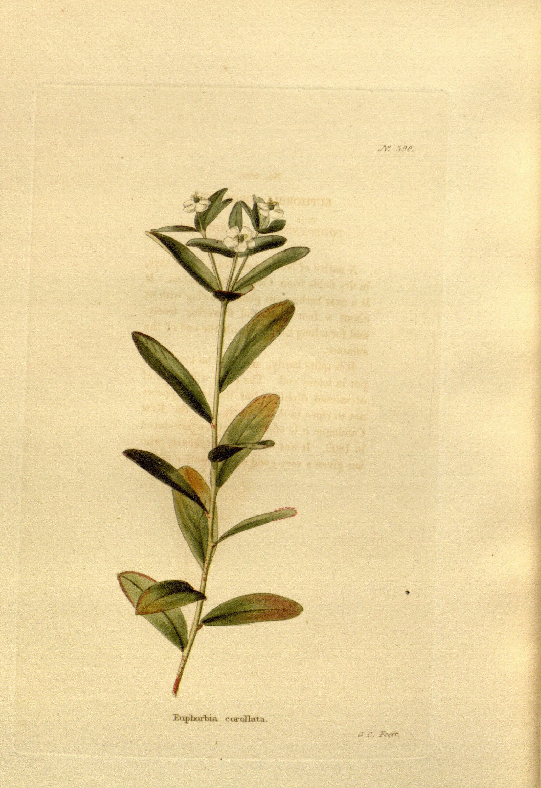 no full size  illustration available (3a)