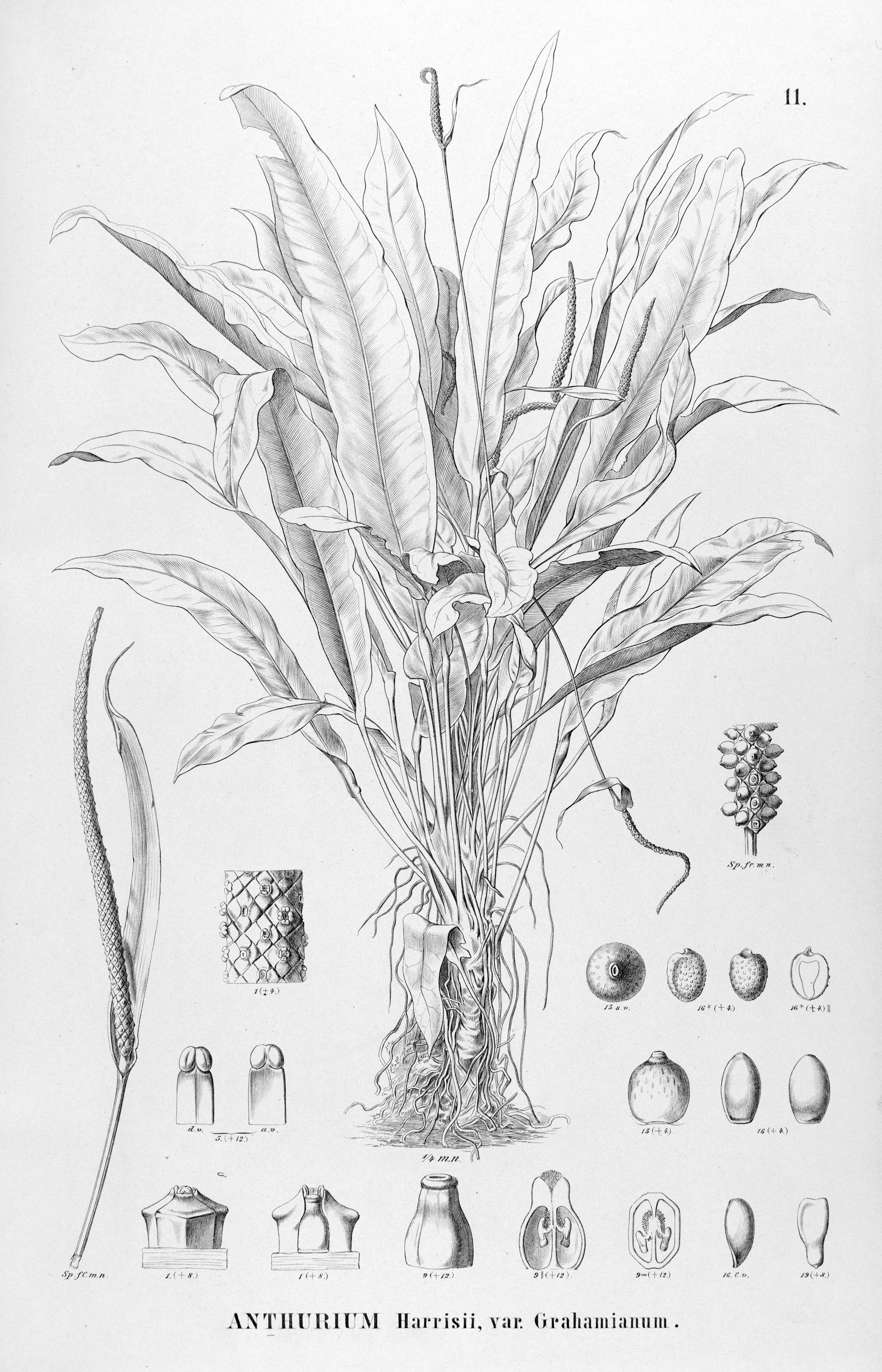 no full size  illustration available (3a)