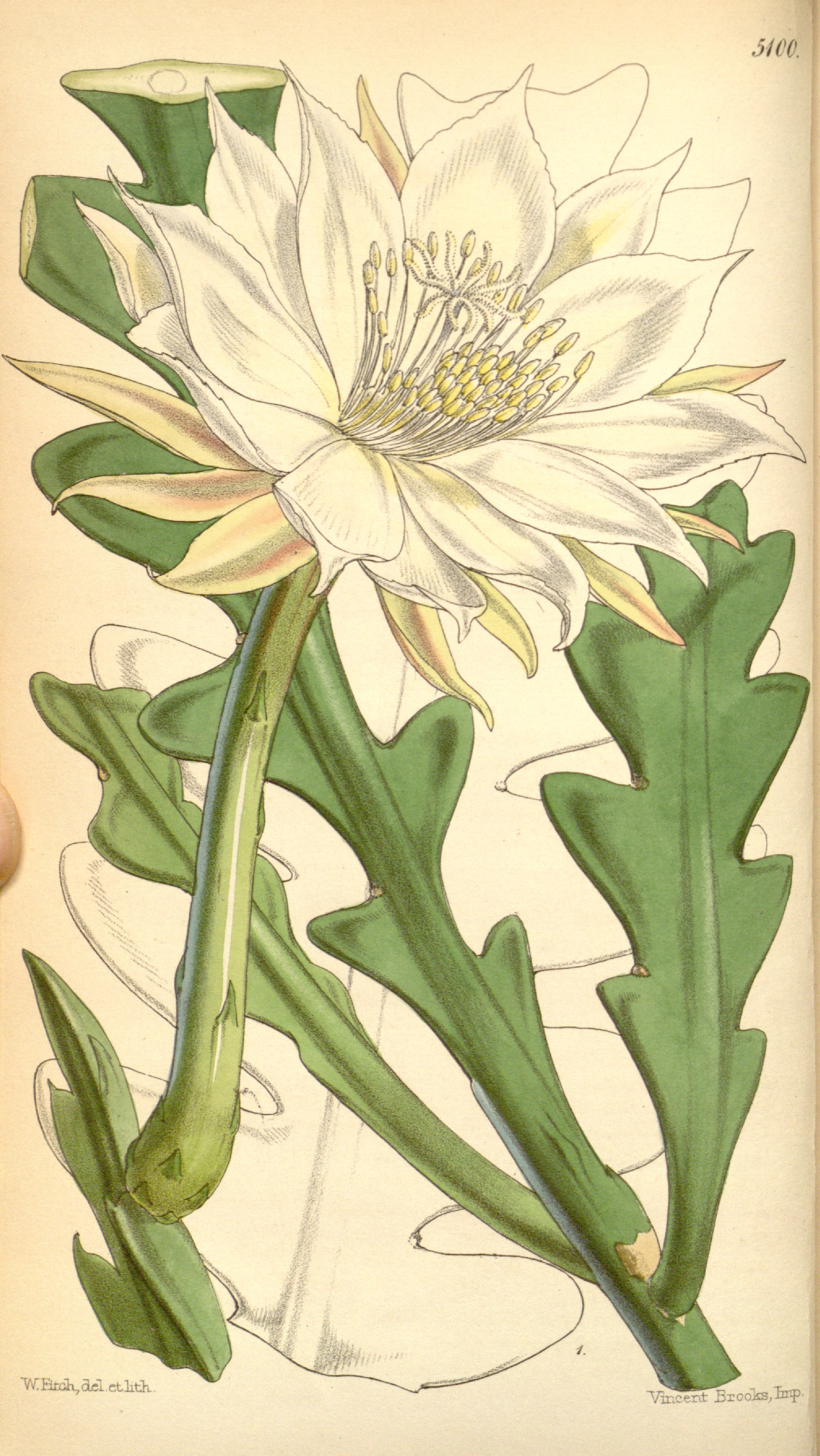 no full size  illustration available (3a)