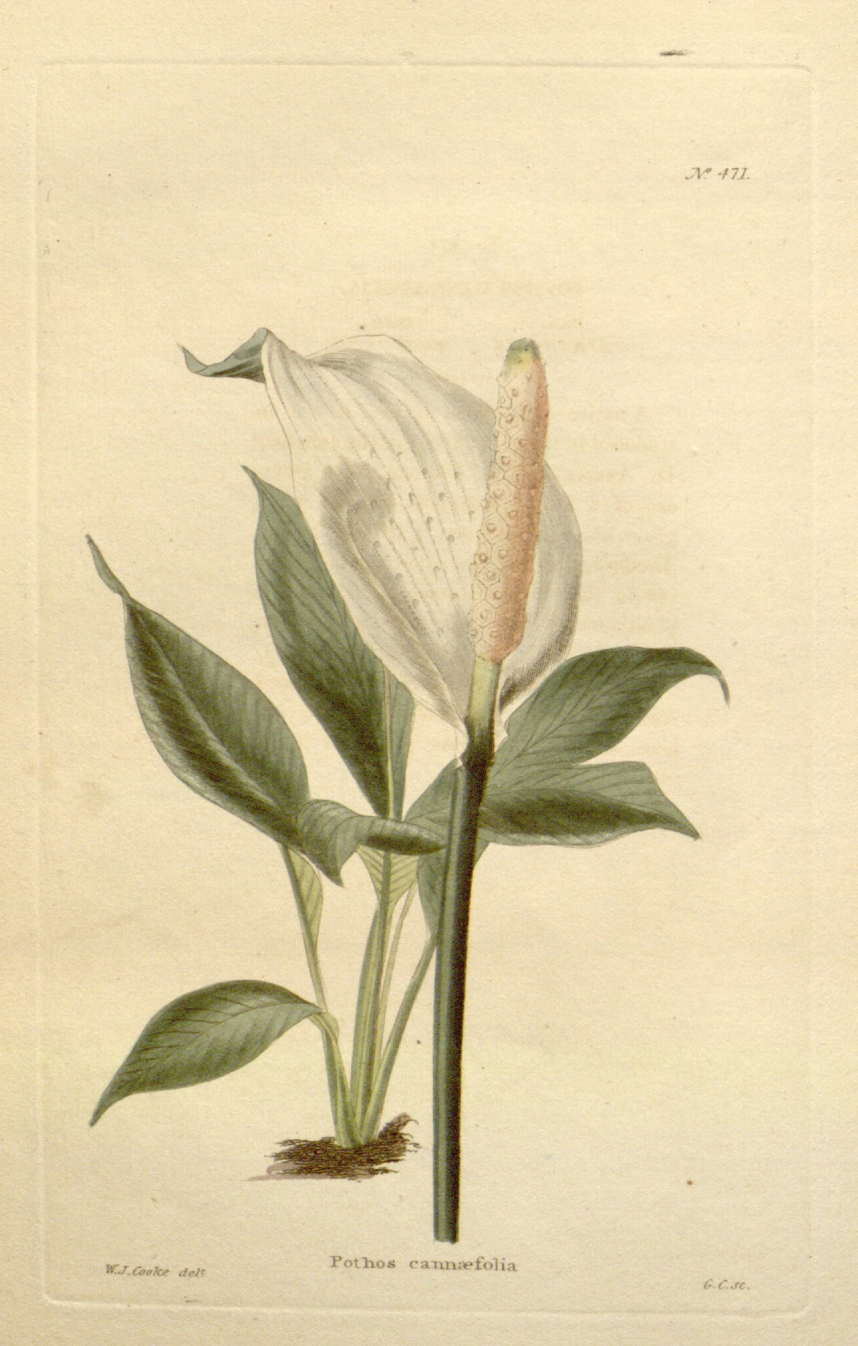 no full size  illustration available (3a)