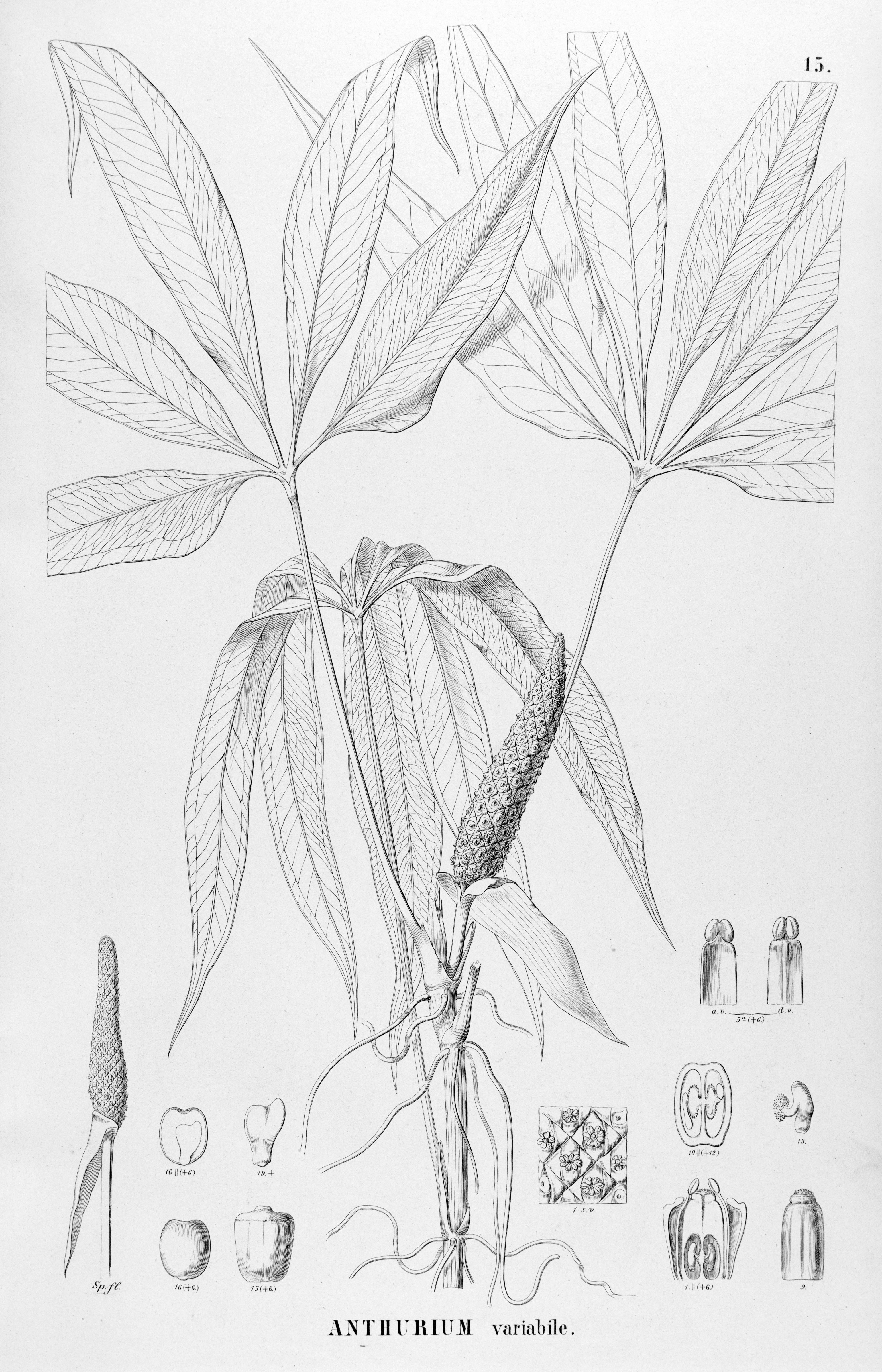 no full size  illustration available (3a)