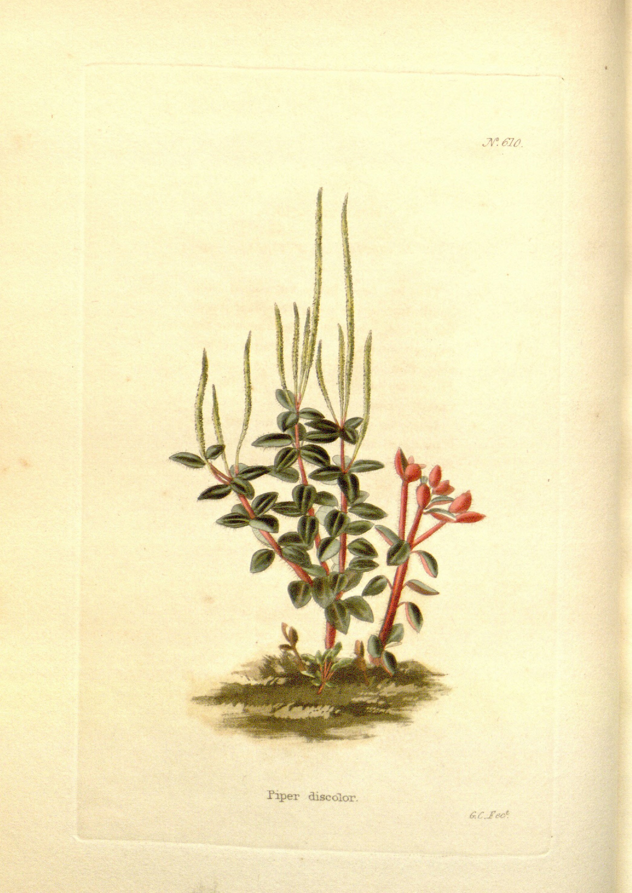 no full size  illustration available (3a)