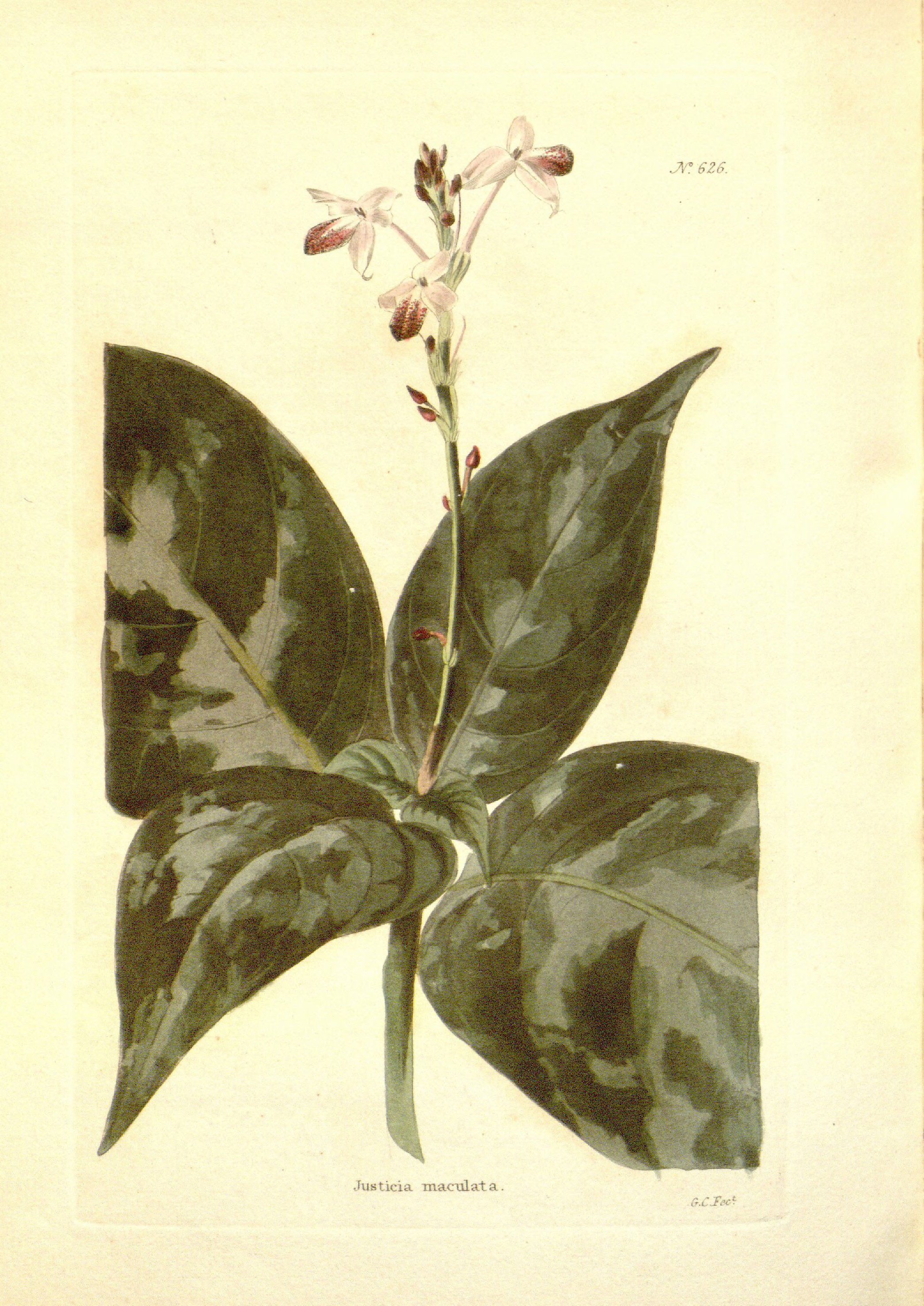 no full size  illustration available (3a)