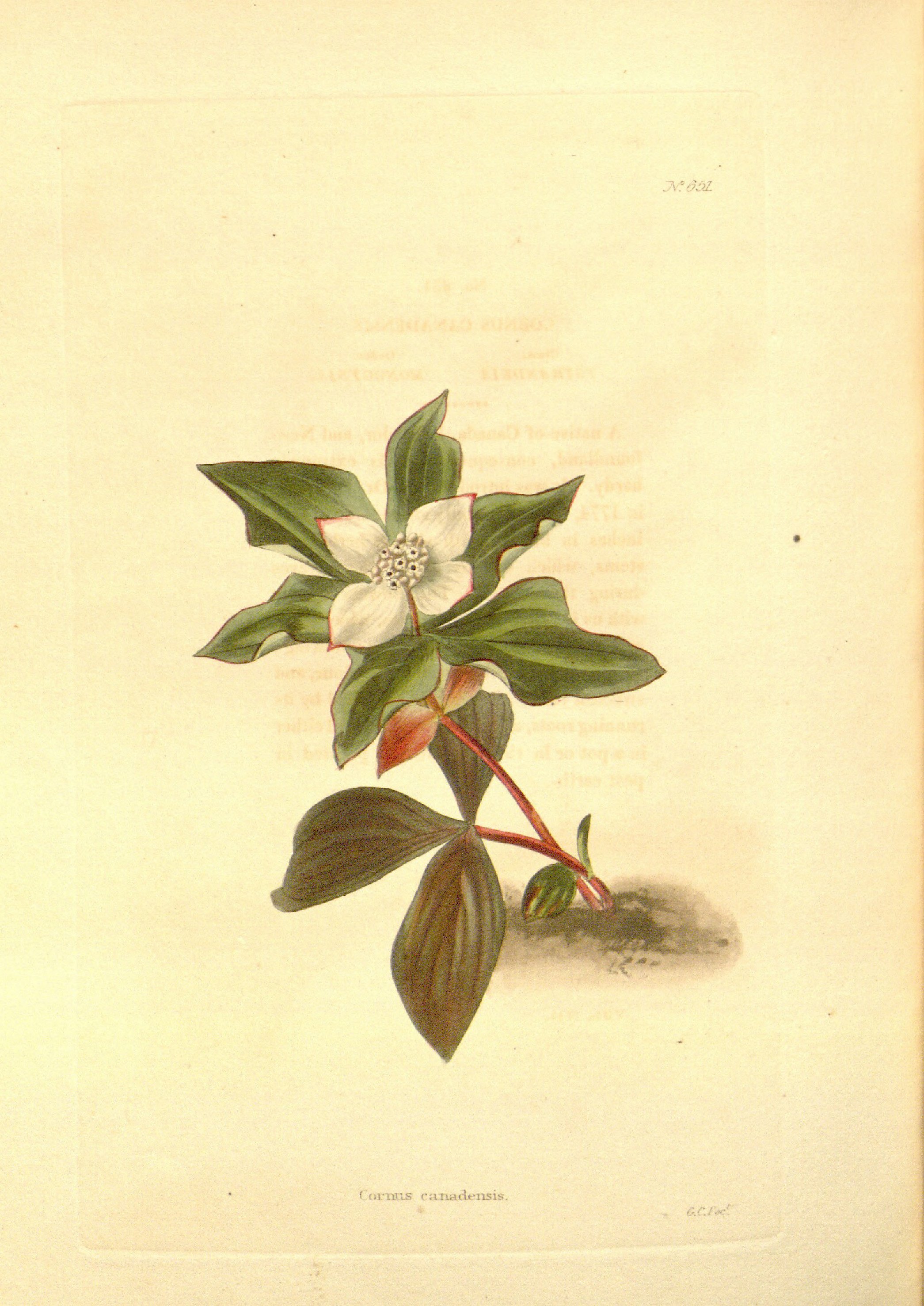 no full size  illustration available (3a)