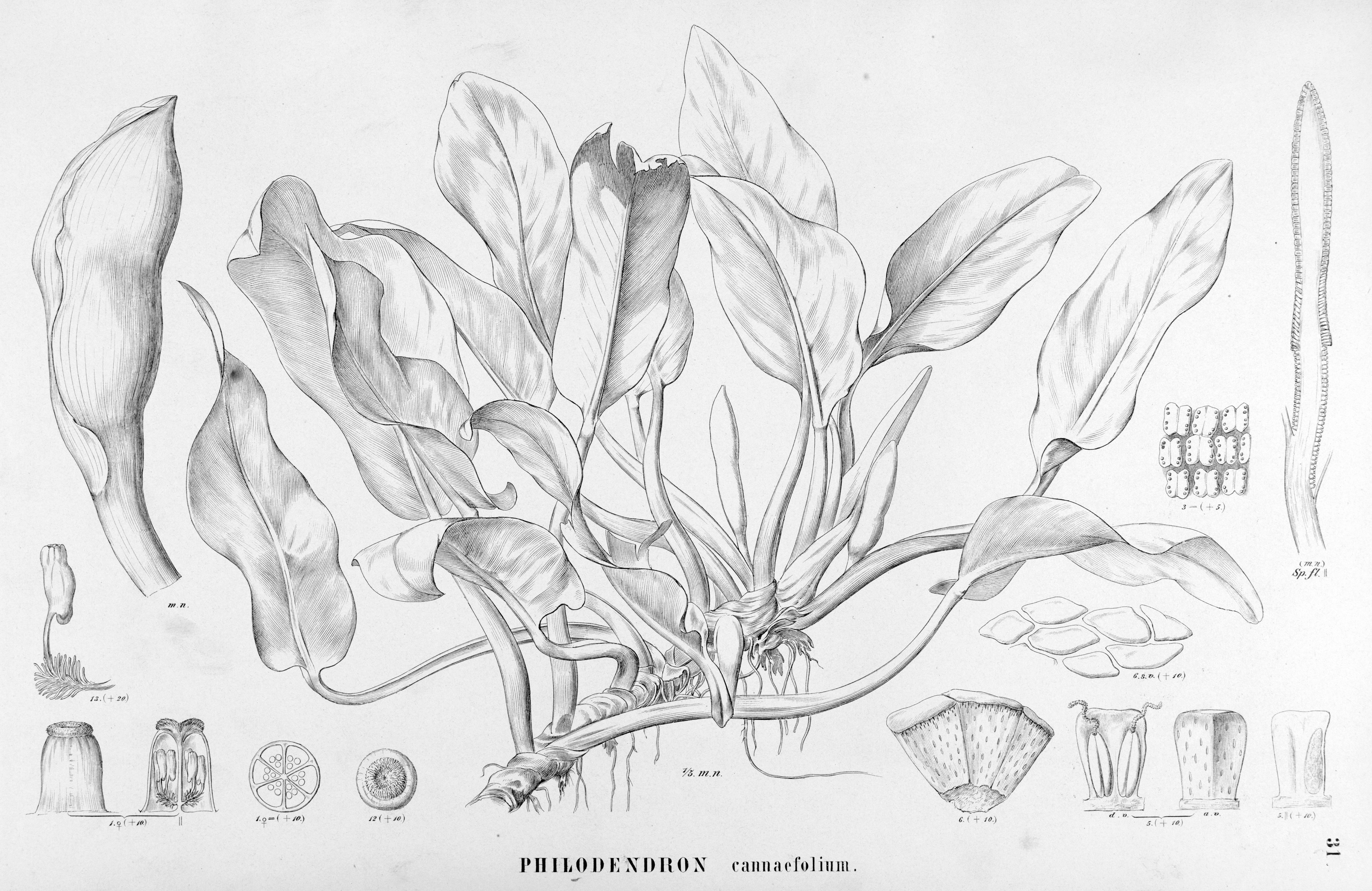 no full size  illustration available (3a)