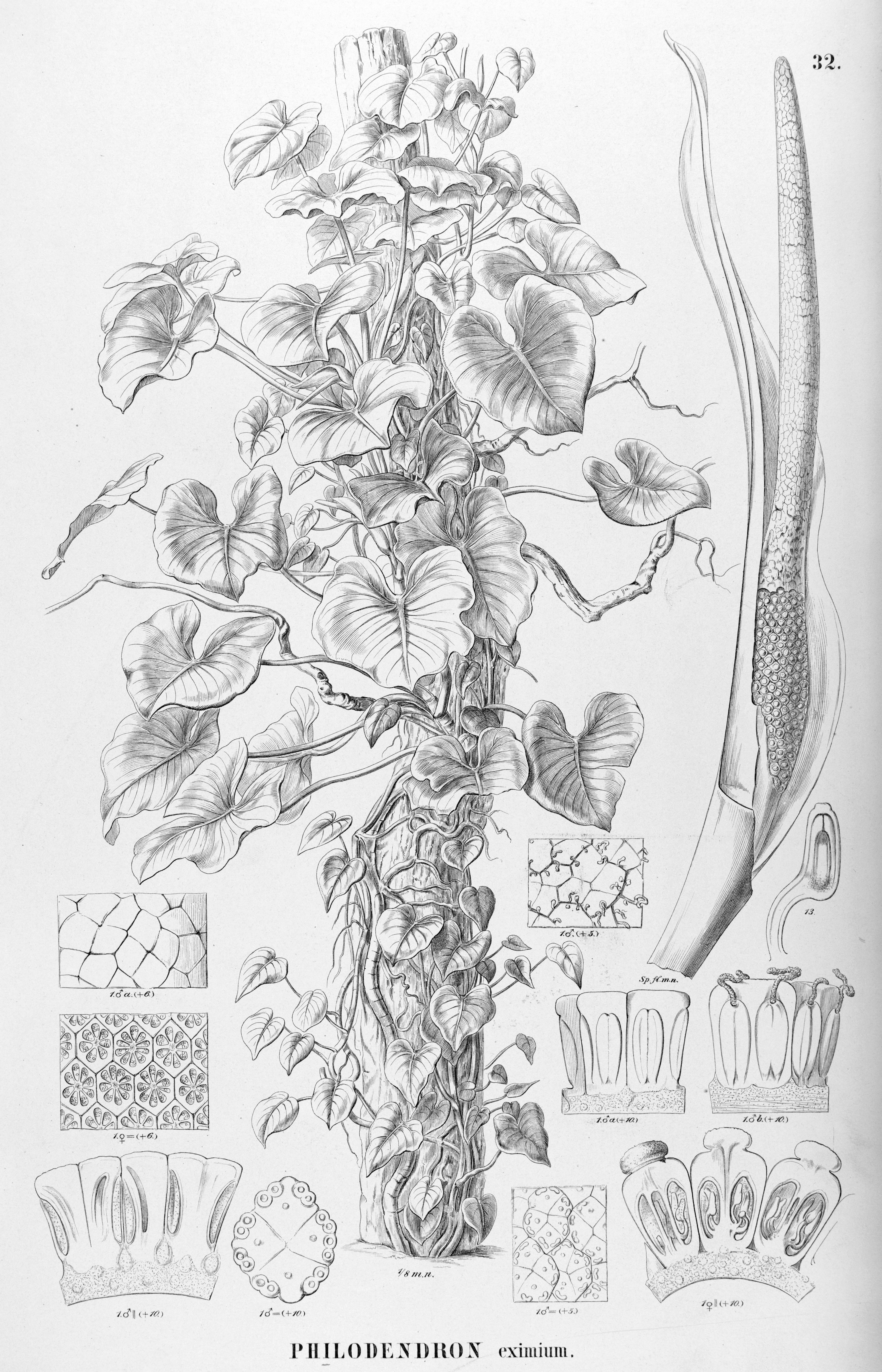 no full size  illustration available (3a)