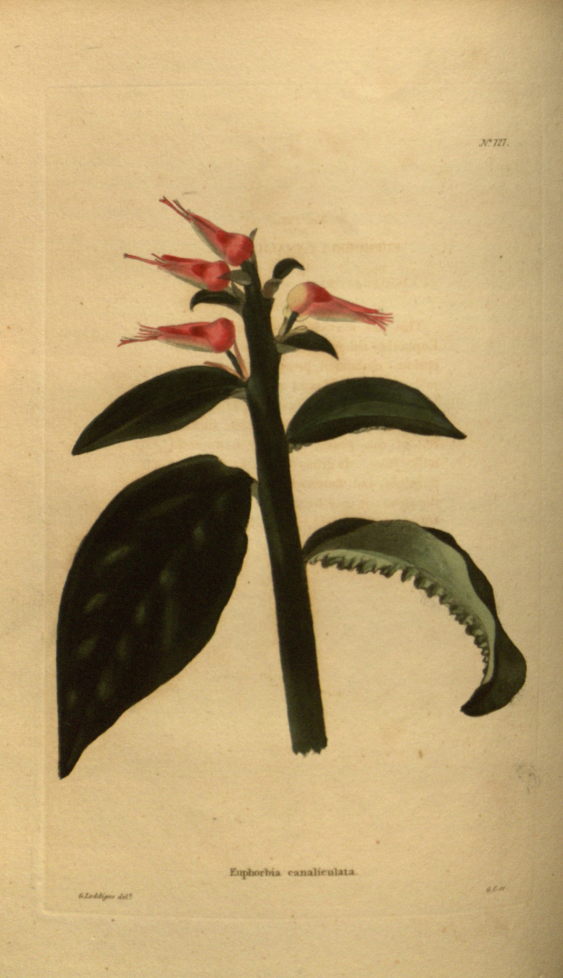 no full size  illustration available (3a)