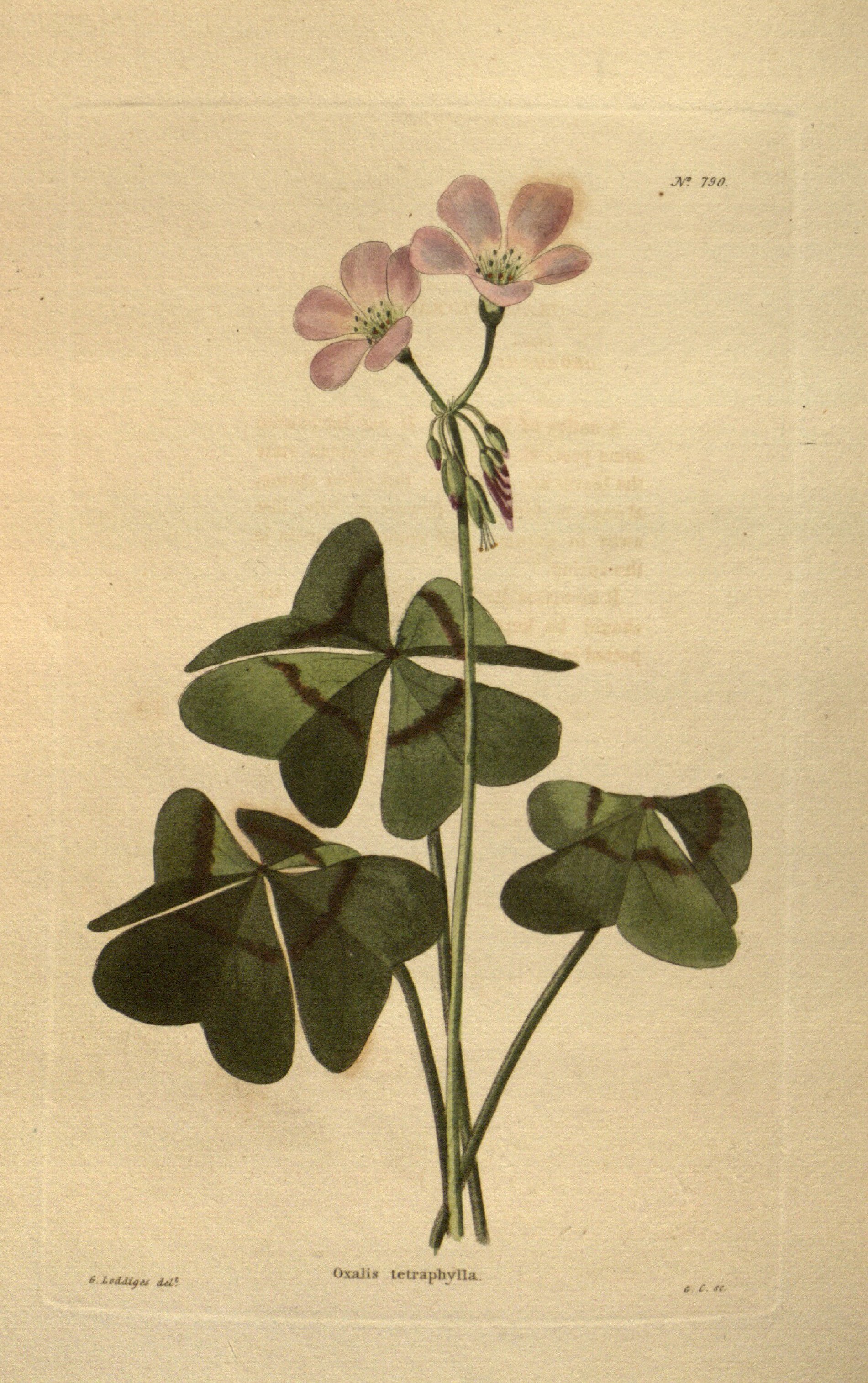 no full size  illustration available (3a)