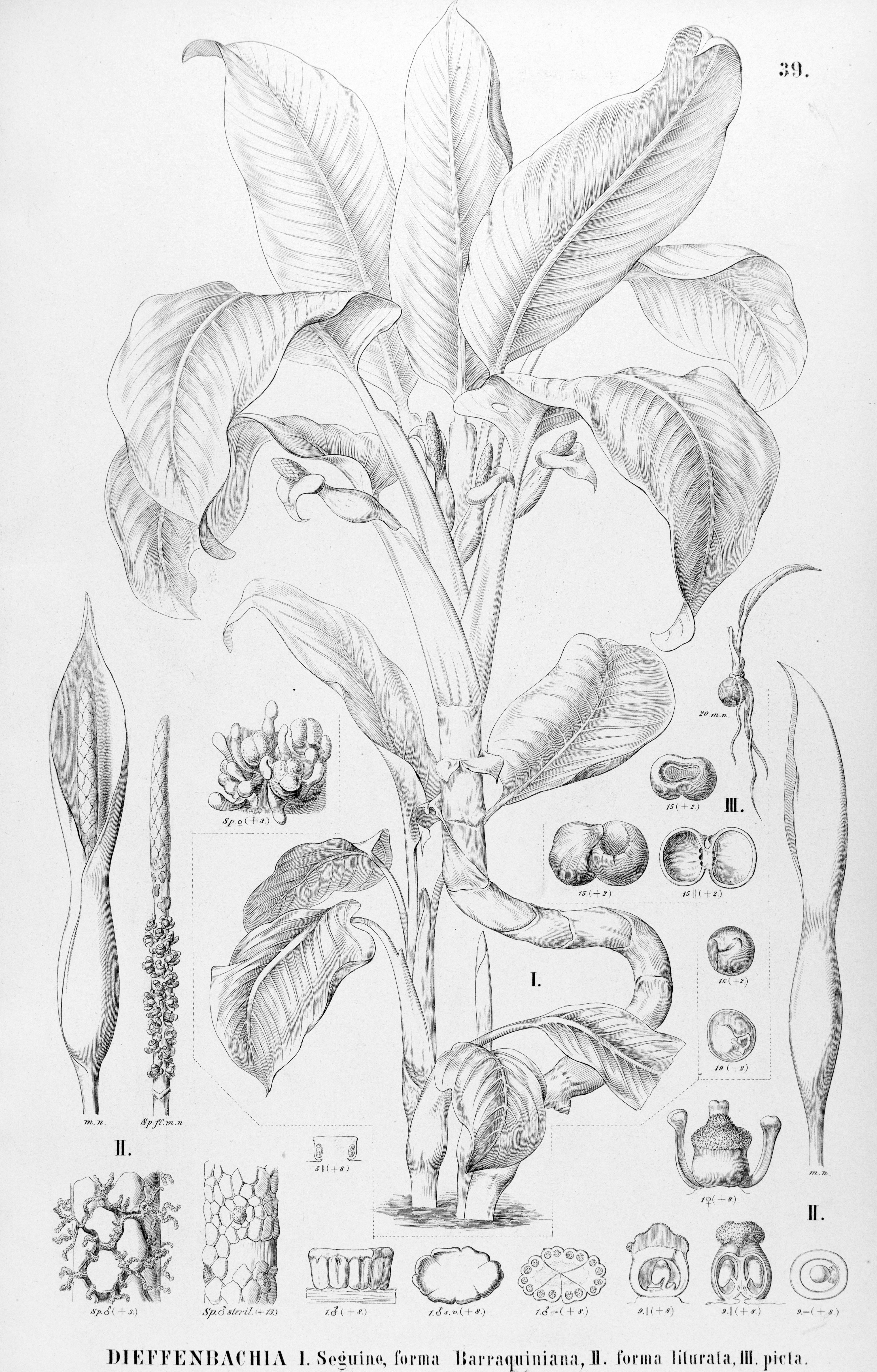 no full size  illustration available (3a)