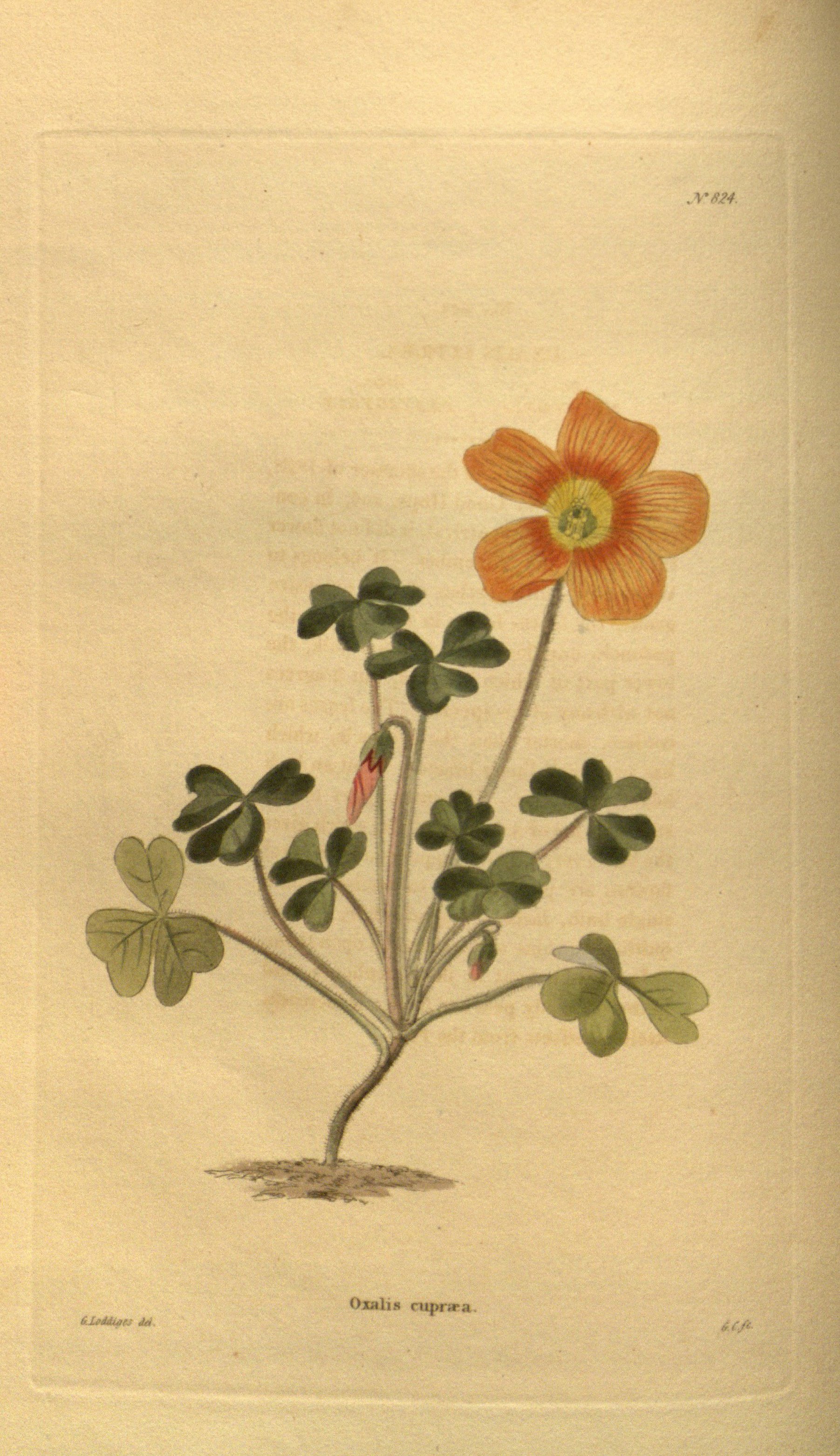 no full size  illustration available (3a)