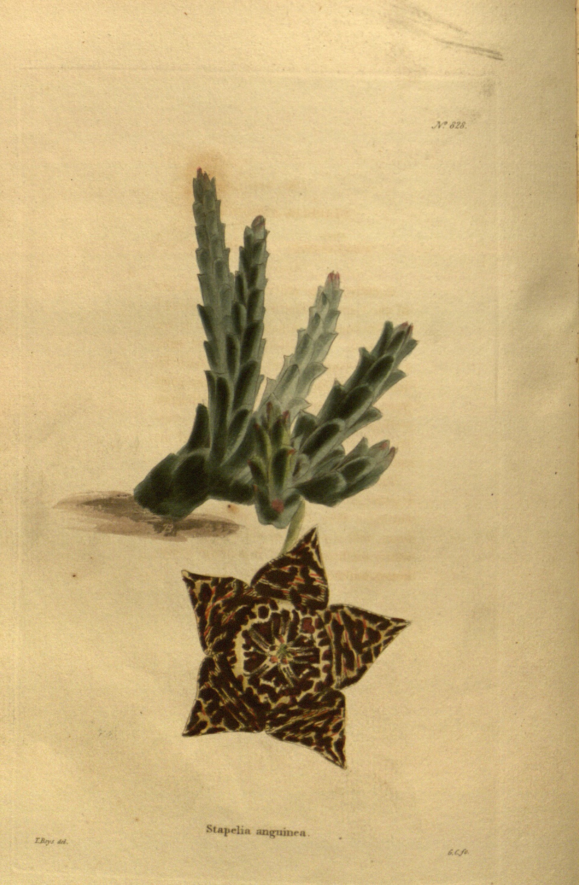 no full size  illustration available (3a)