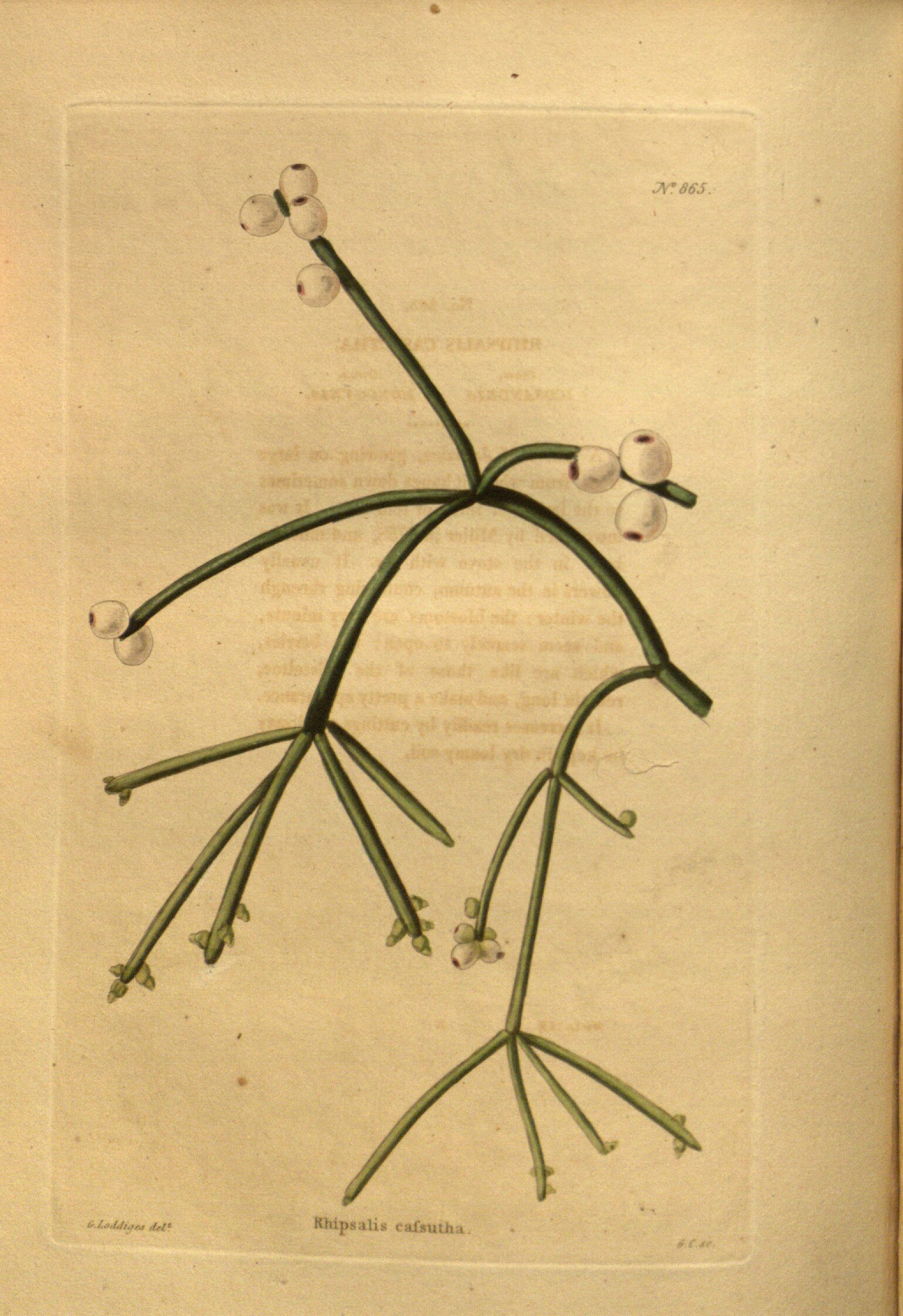 no full size  illustration available (3a)