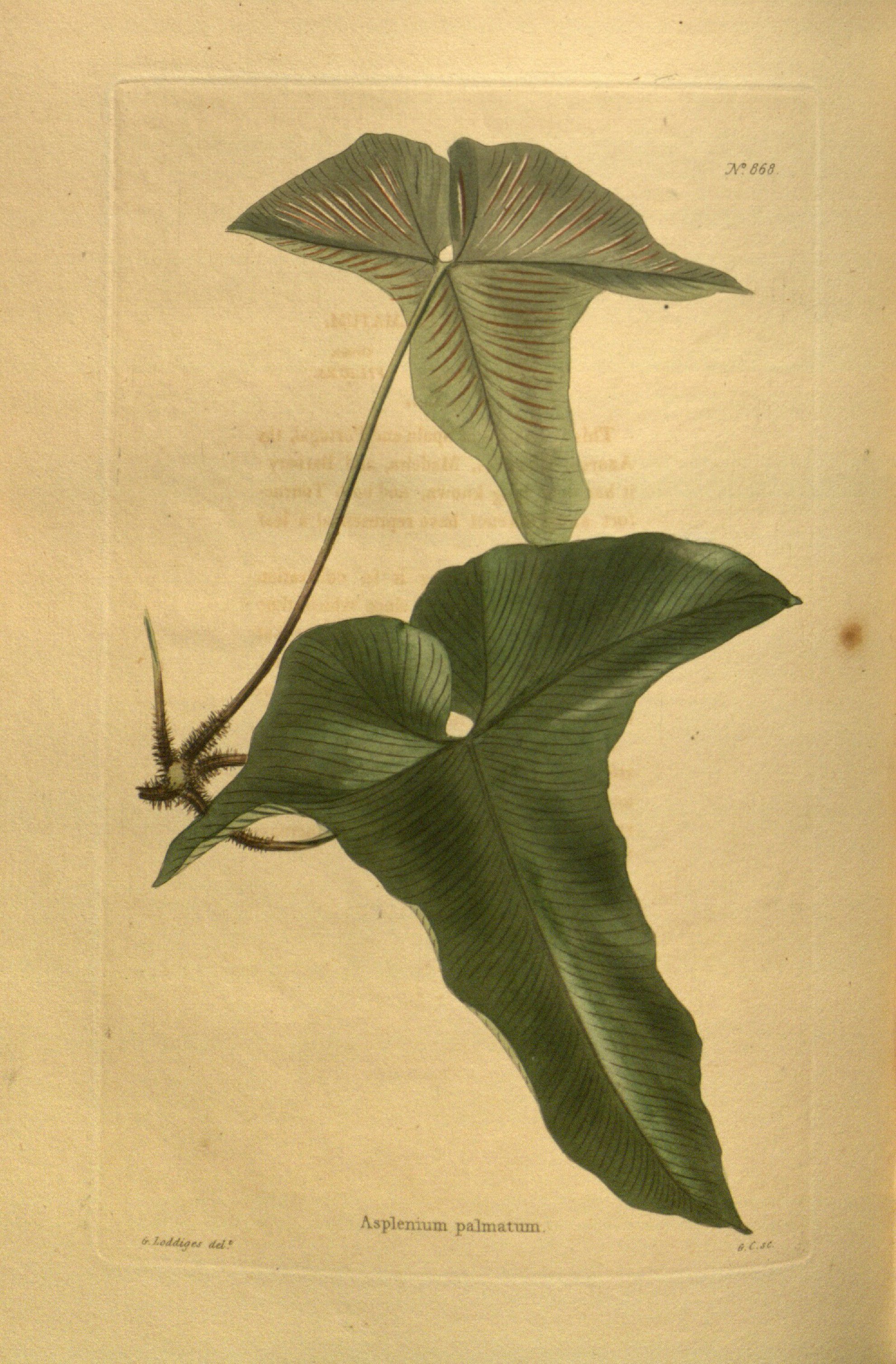 no full size  illustration available (3a)