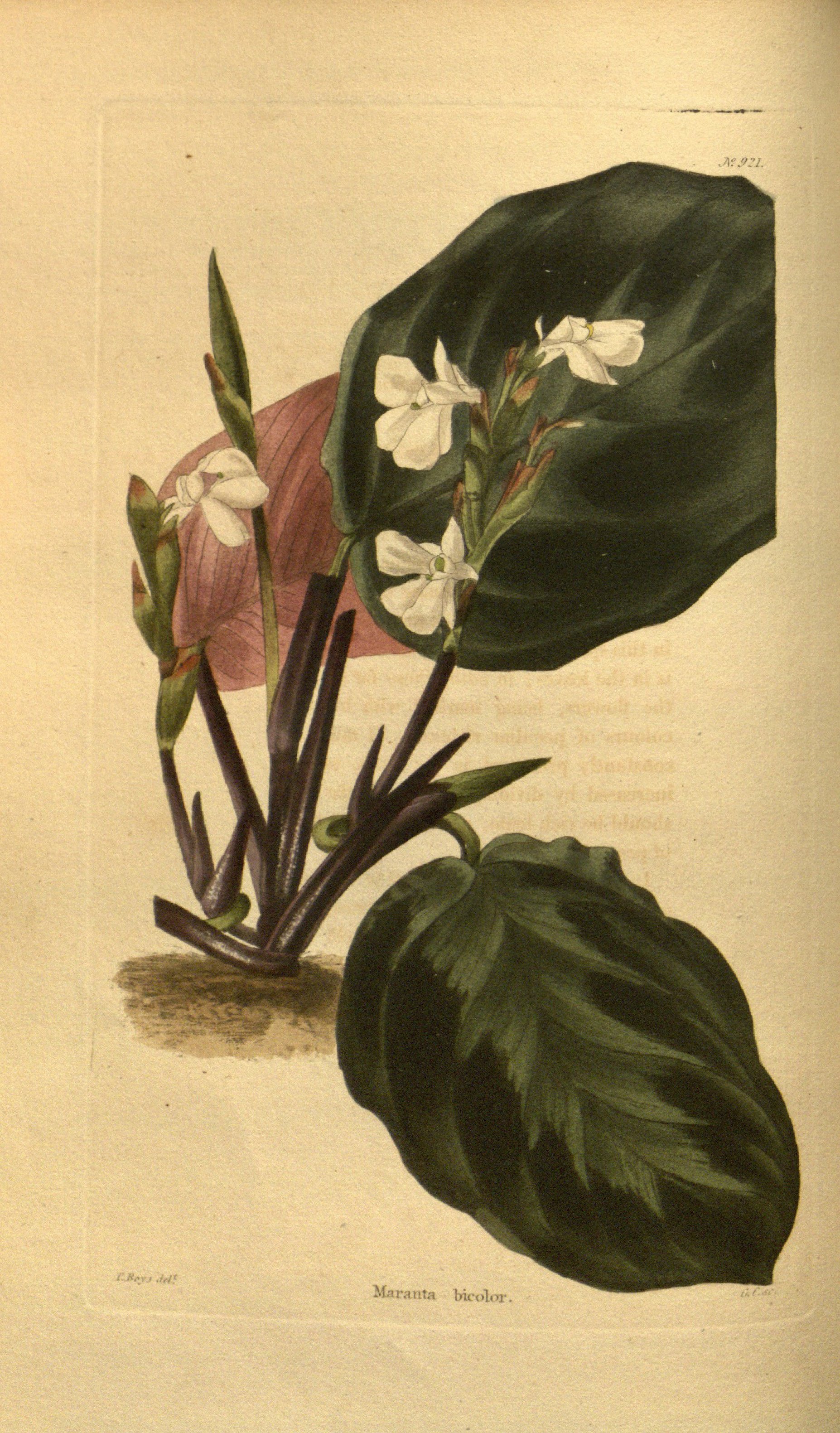 no full size  illustration available (3a)