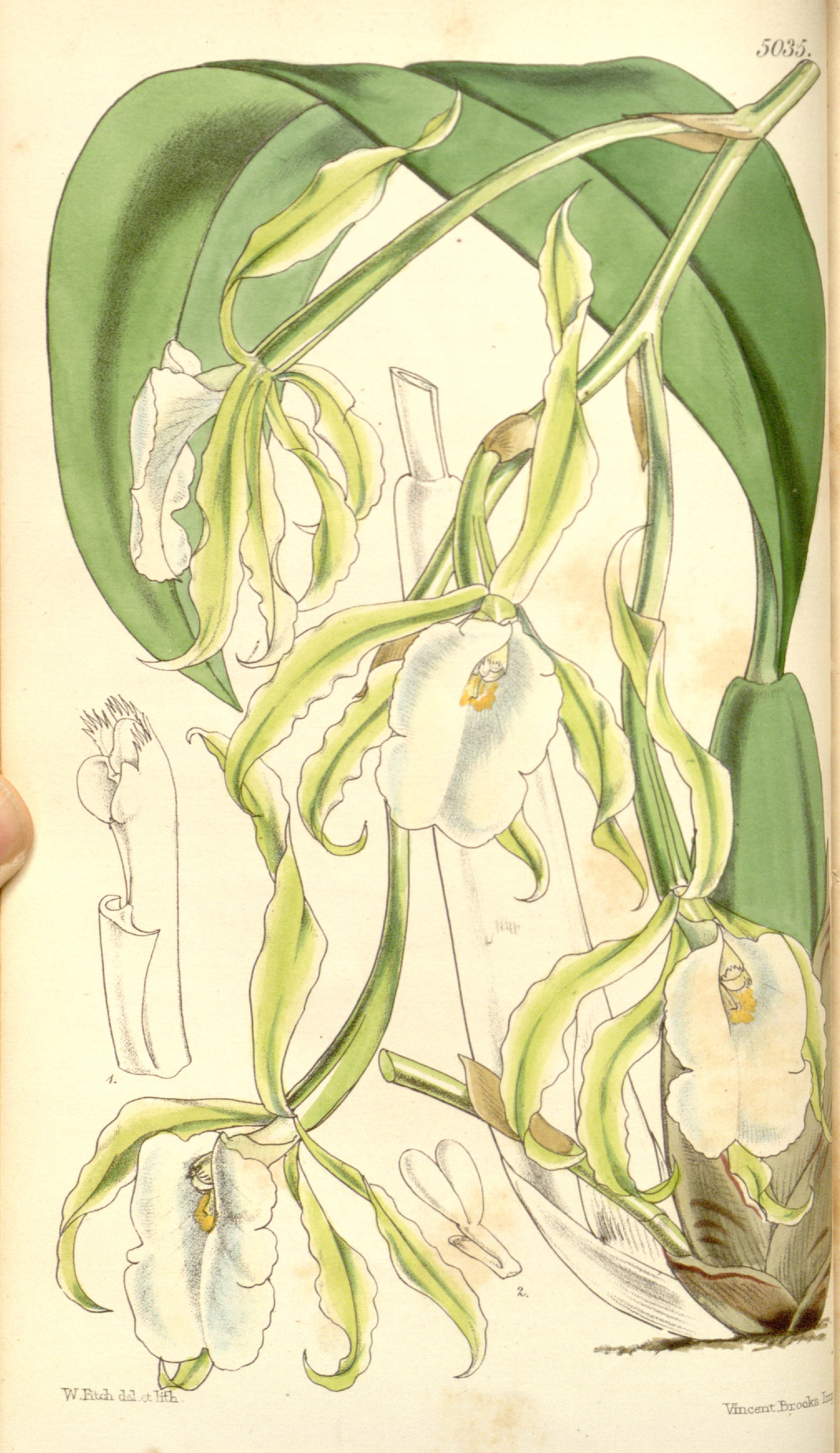 no full size  illustration available (3a)