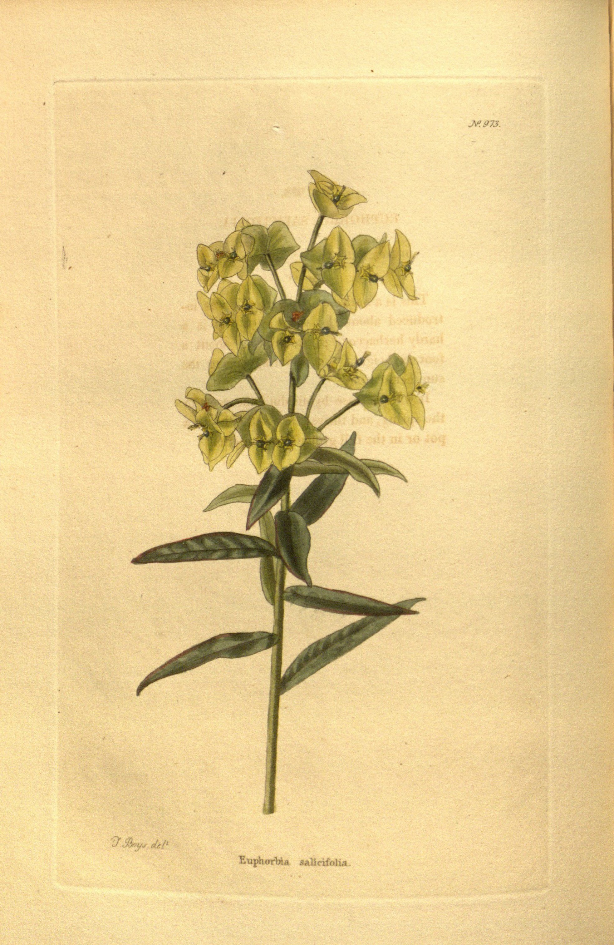 no full size  illustration available (3a)