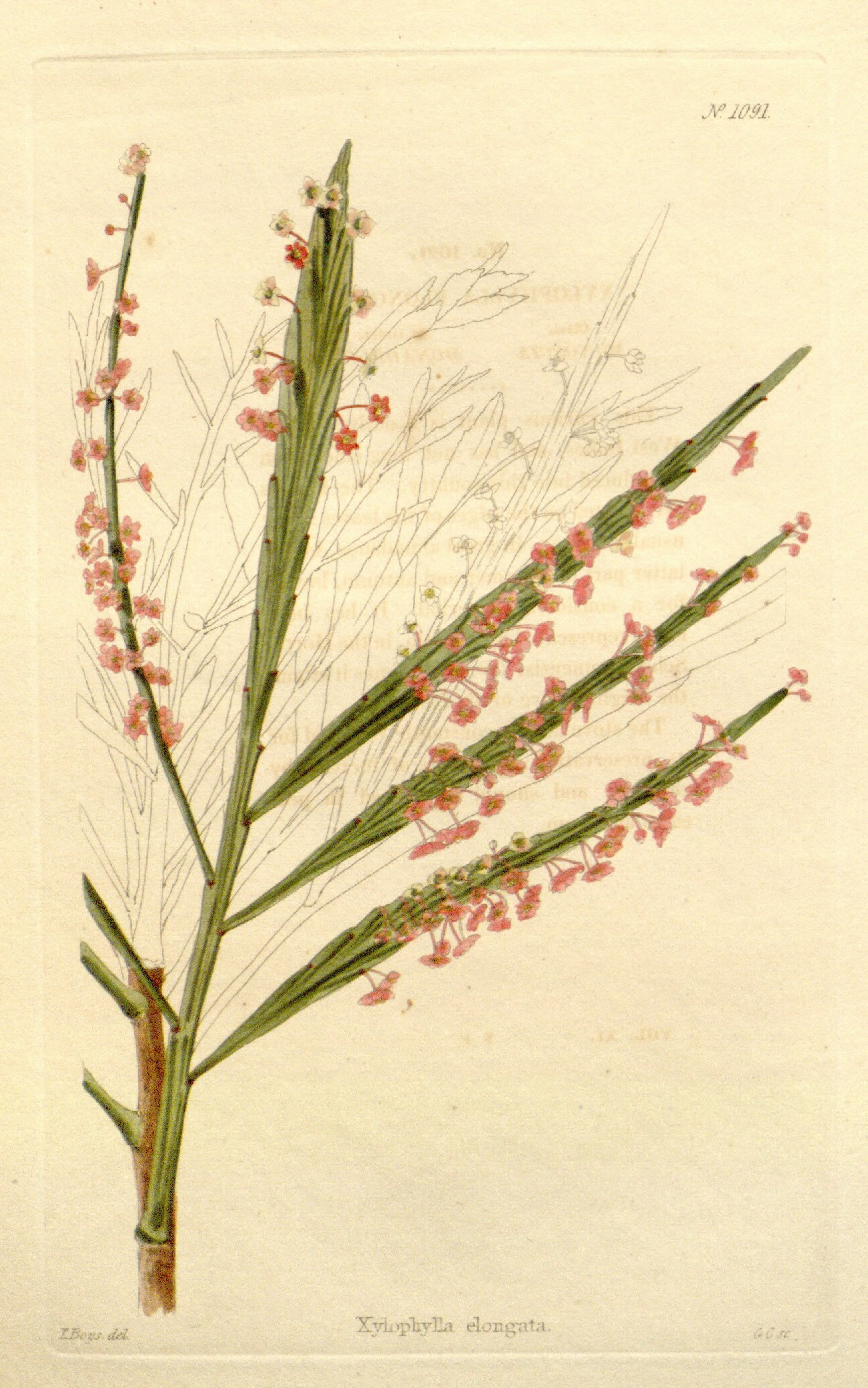 no full size  illustration available (3a)