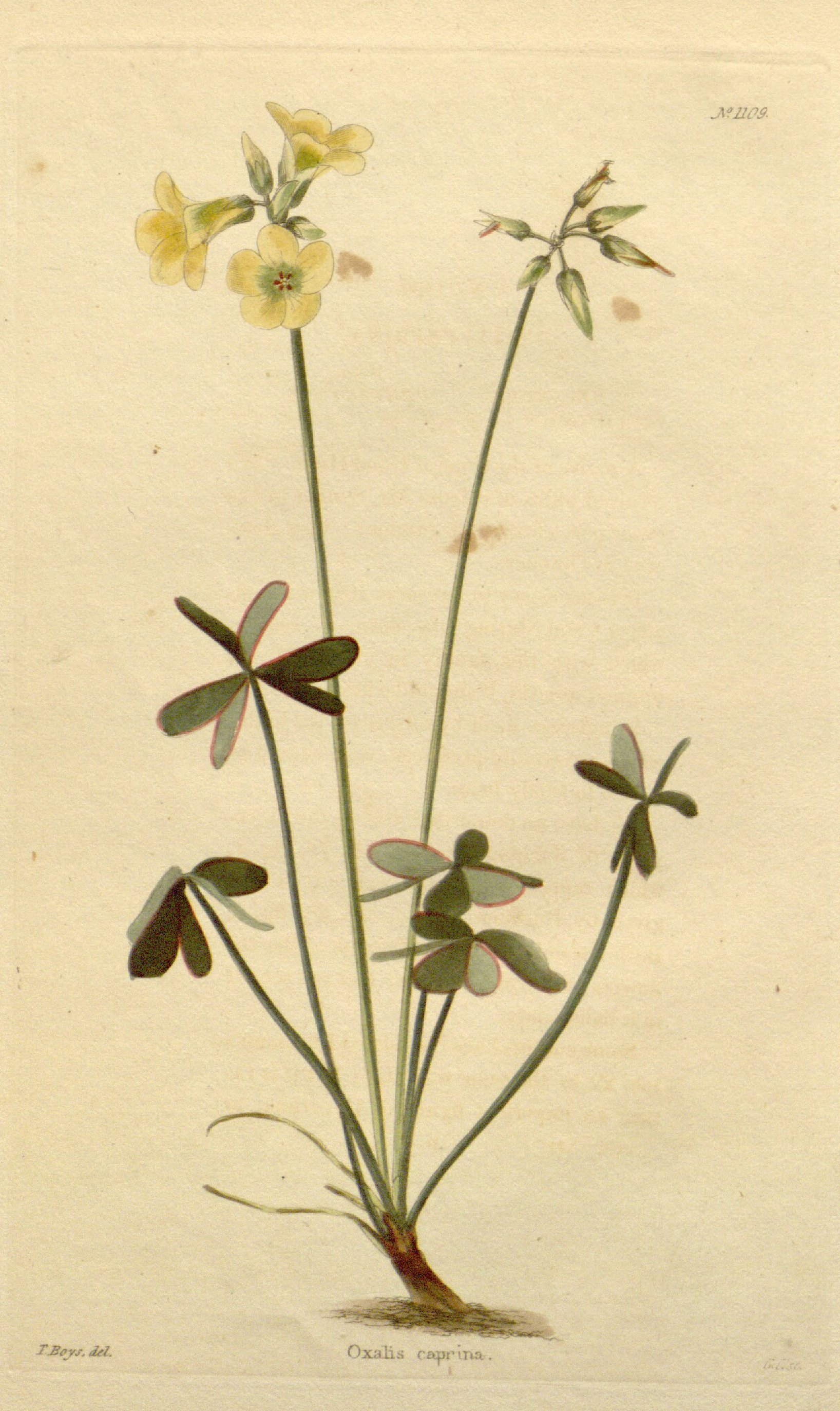 no full size  illustration available (3a)