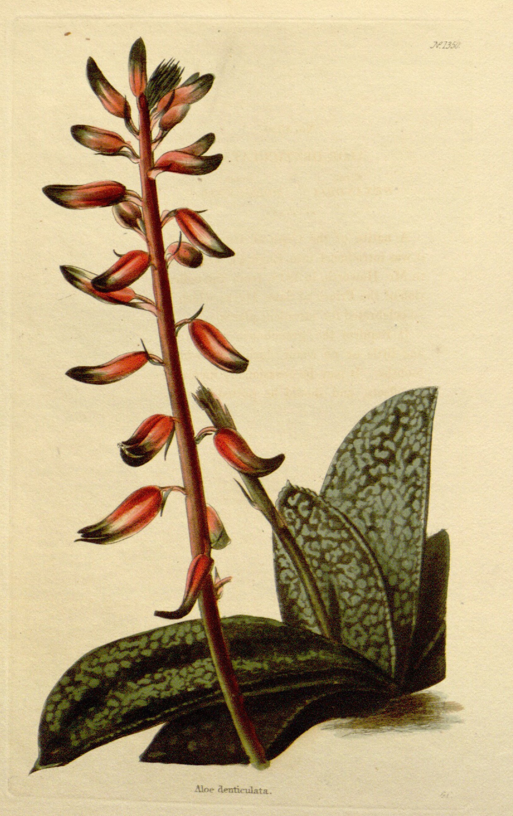 no full size  illustration available (3a)