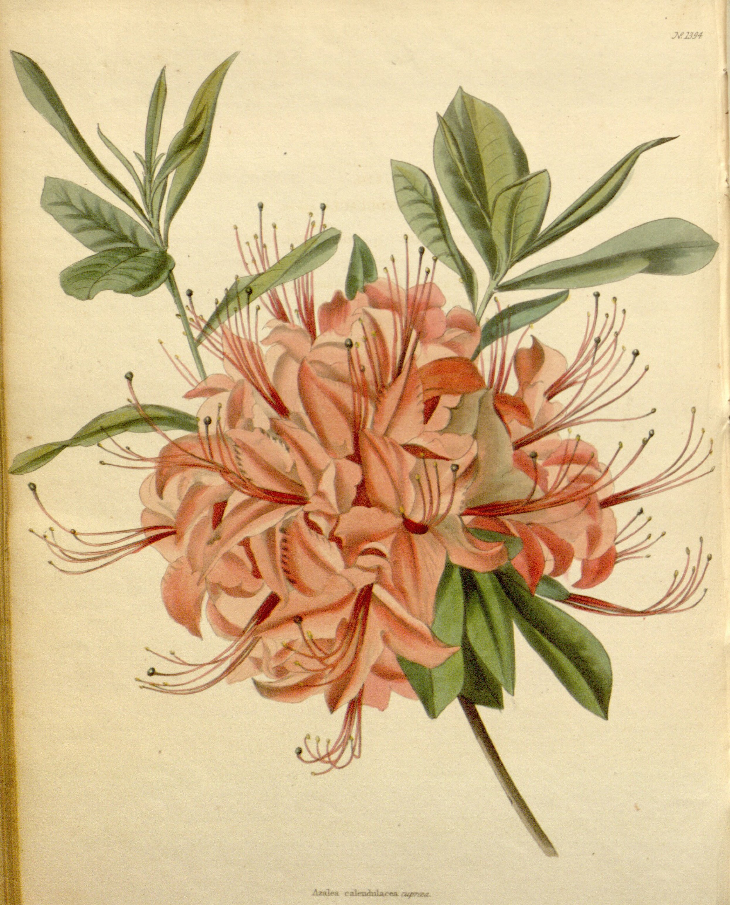 no full size  illustration available (3a)