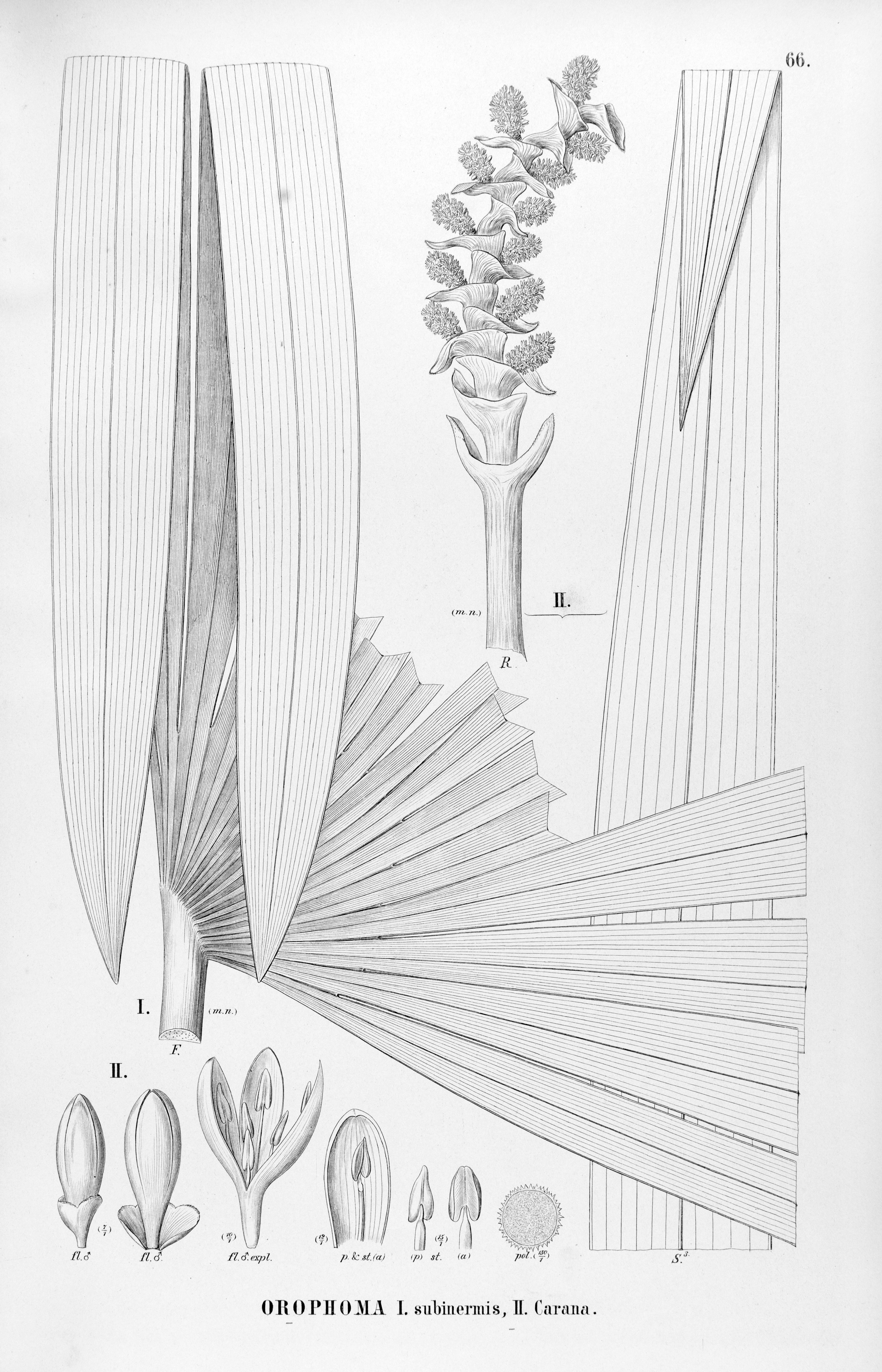 no full size  illustration available (3a)