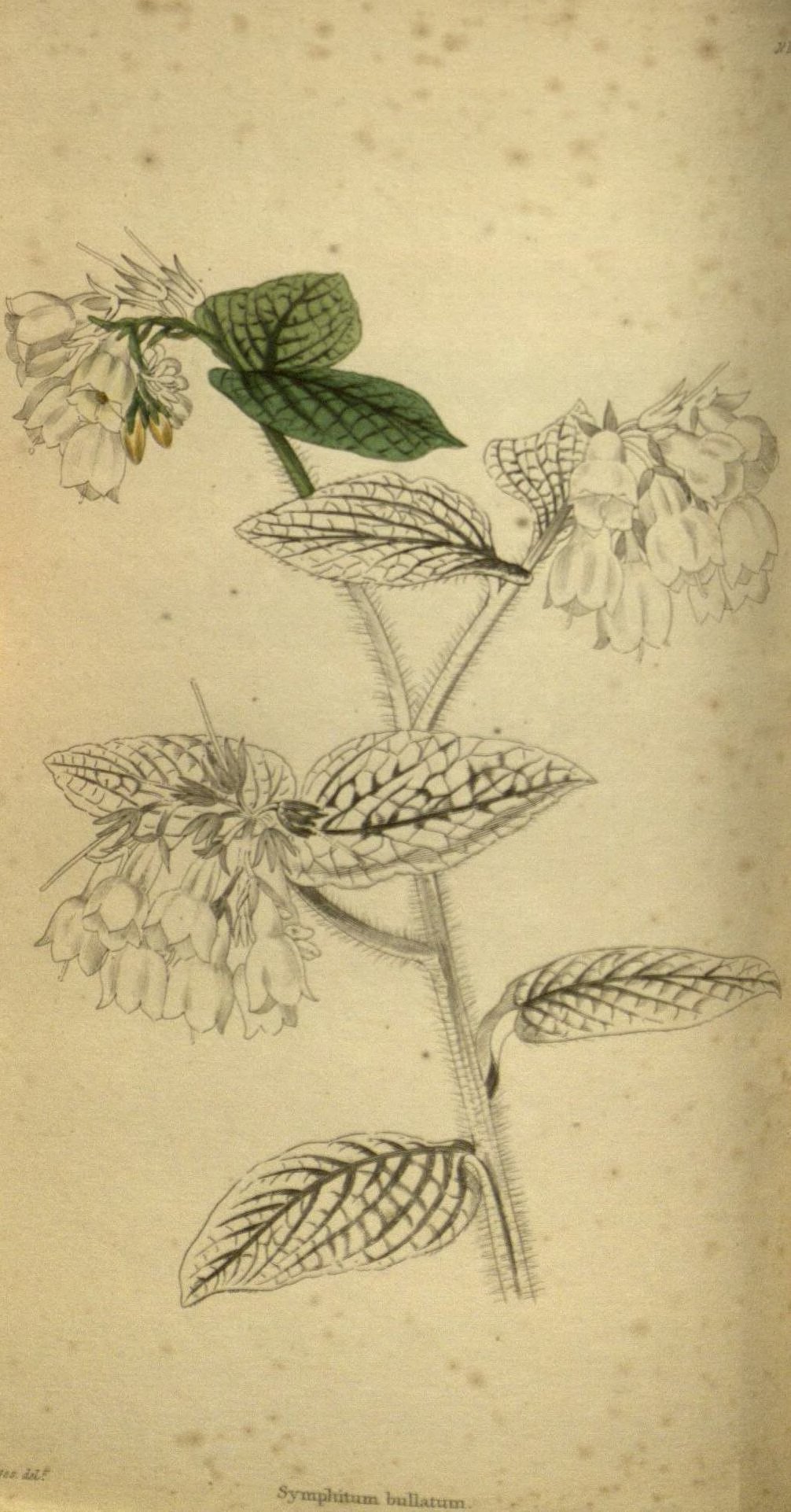 no full size  illustration available (3a)